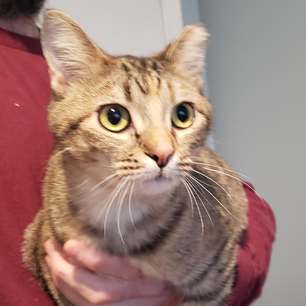 Enlarge Meredith bonded w/ Benjamin, a Adoptable Domestic Short Hair in Columbia Station, OH image 1/1