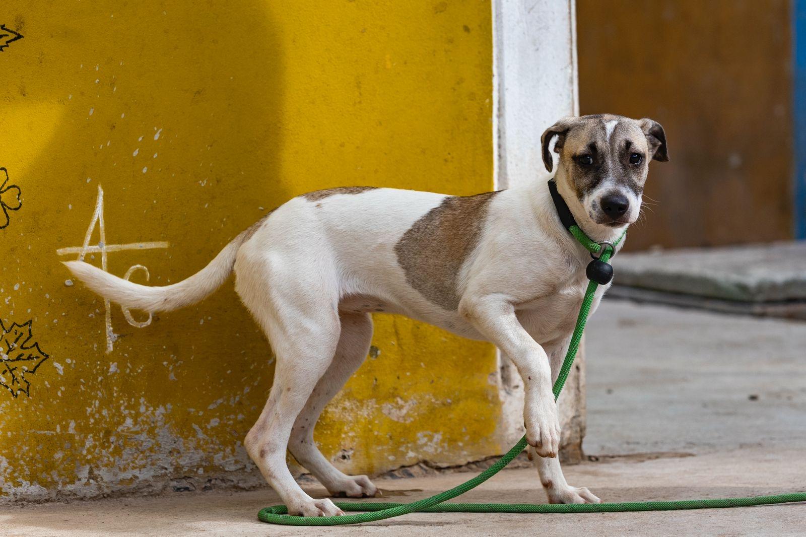 Enlarge Maggy, a ADOPTABLE mixed breed in New York, NY image 4/6