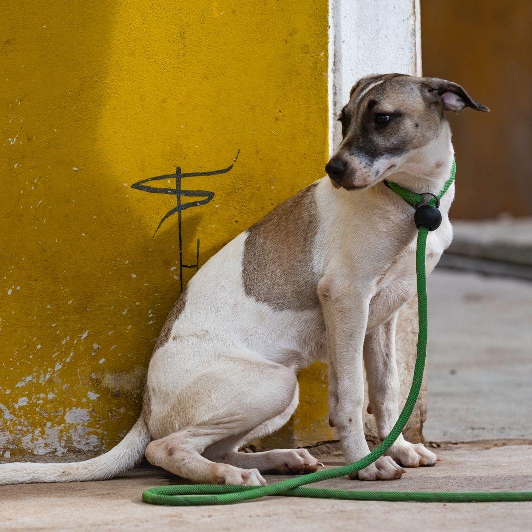 Enlarge Maggy, a ADOPTABLE mixed breed in New York, NY image 5/6