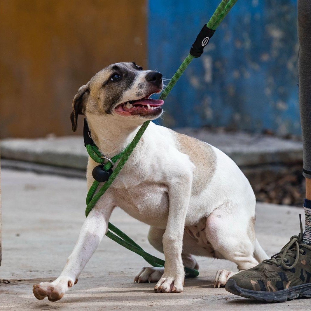 Maggy, ADOPTABLE, Young Female Whippet & Beagle.