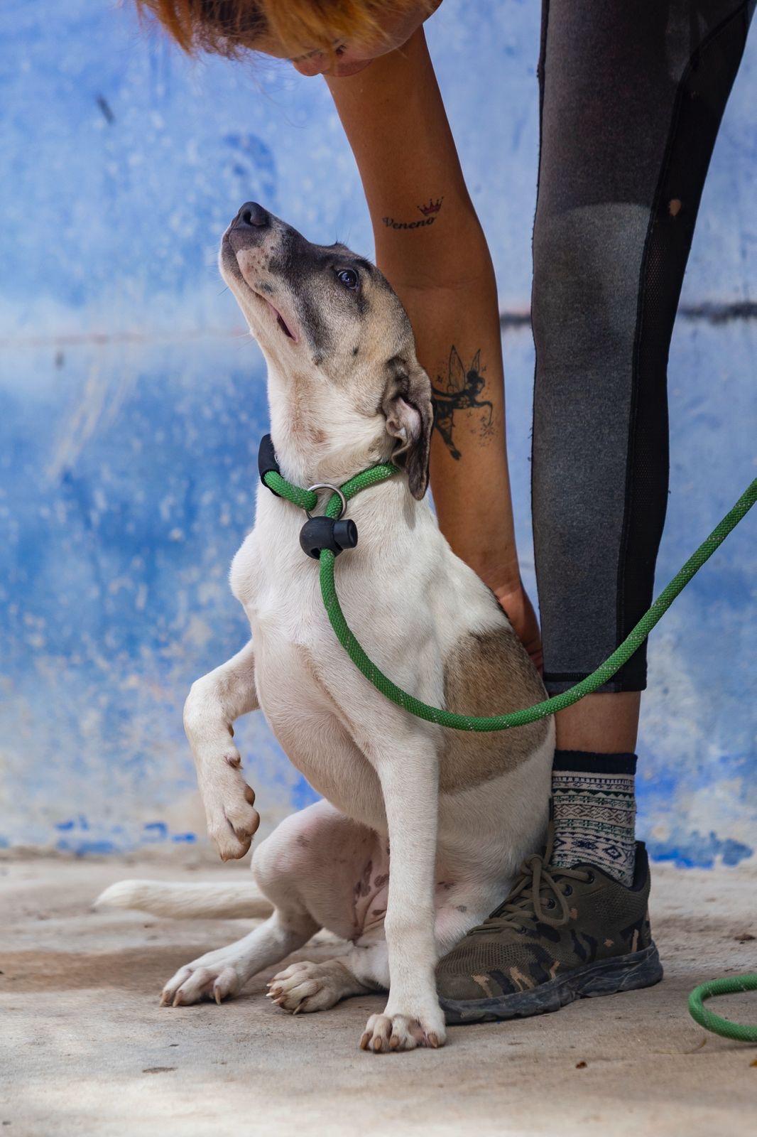Enlarge Maggy, a ADOPTABLE mixed breed in New York, NY image 6/6