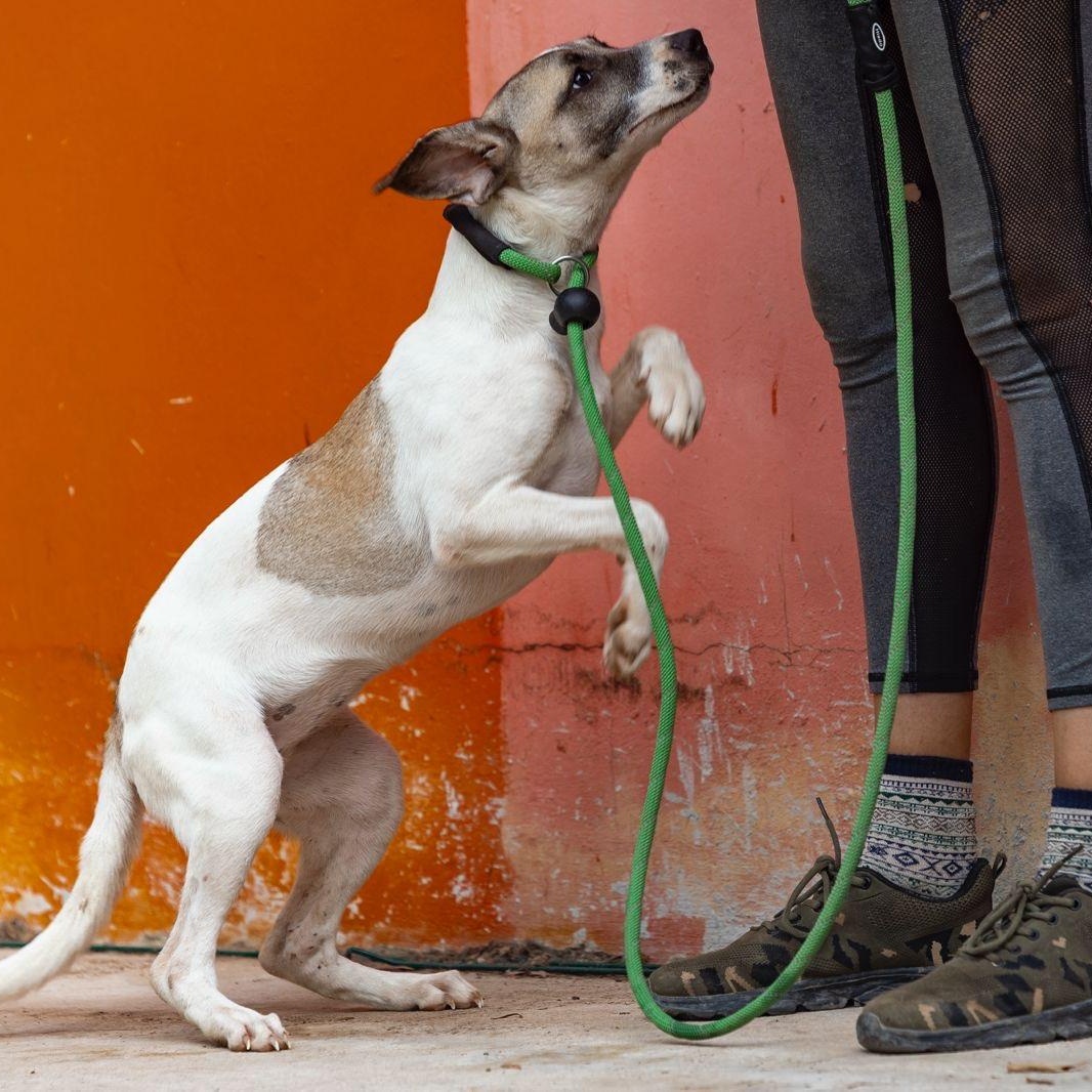 Enlarge Maggy, a ADOPTABLE mixed breed in New York, NY image 3/6