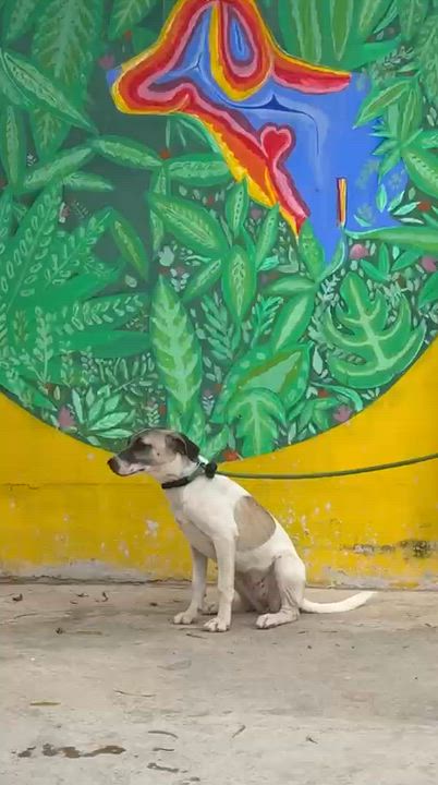 Enlarge Maggy, a ADOPTABLE mixed breed in New York, NY video 2/6