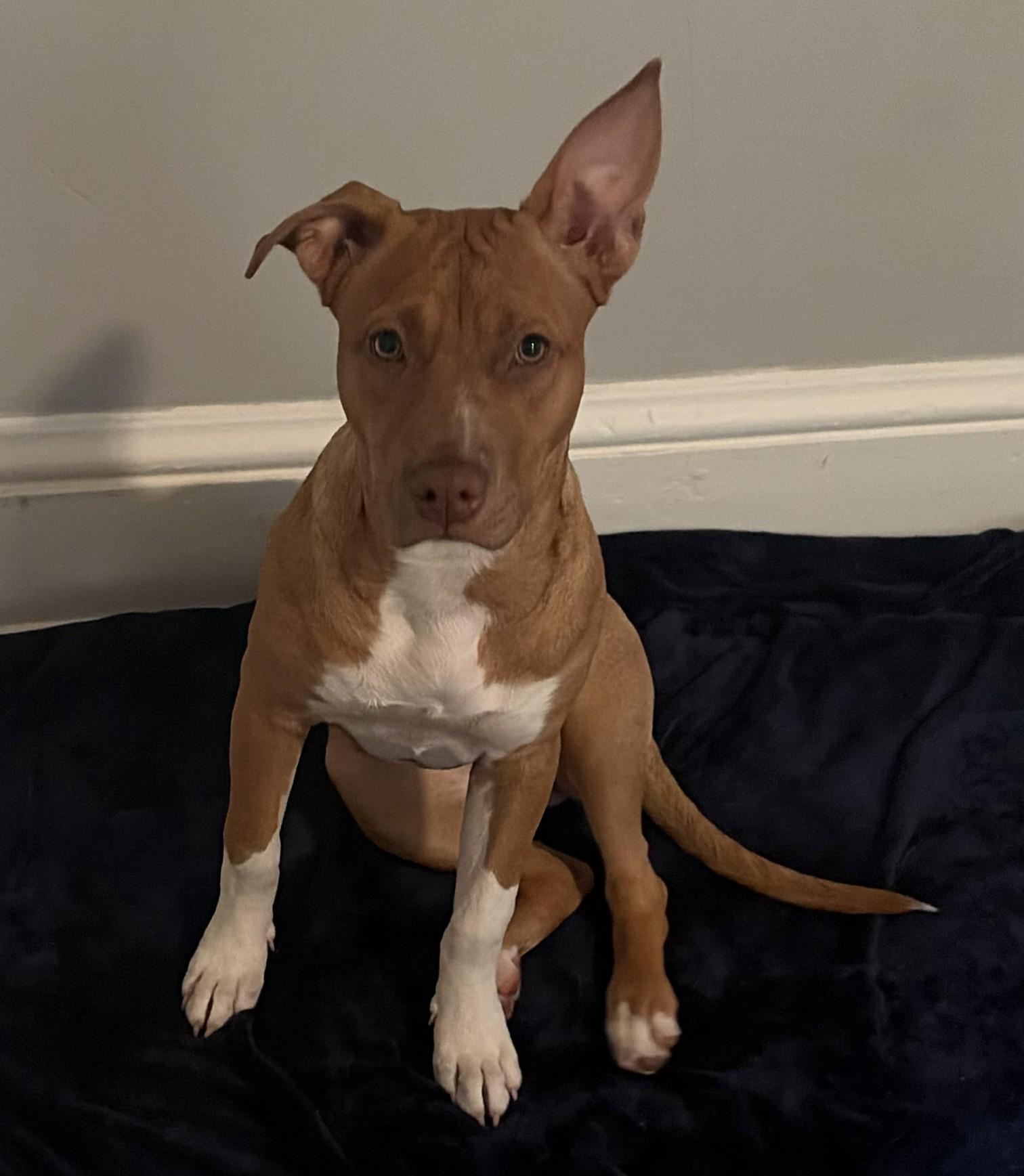 Enlarge Ariel, an adopted mixed breed in Southampton, PA image 1/2