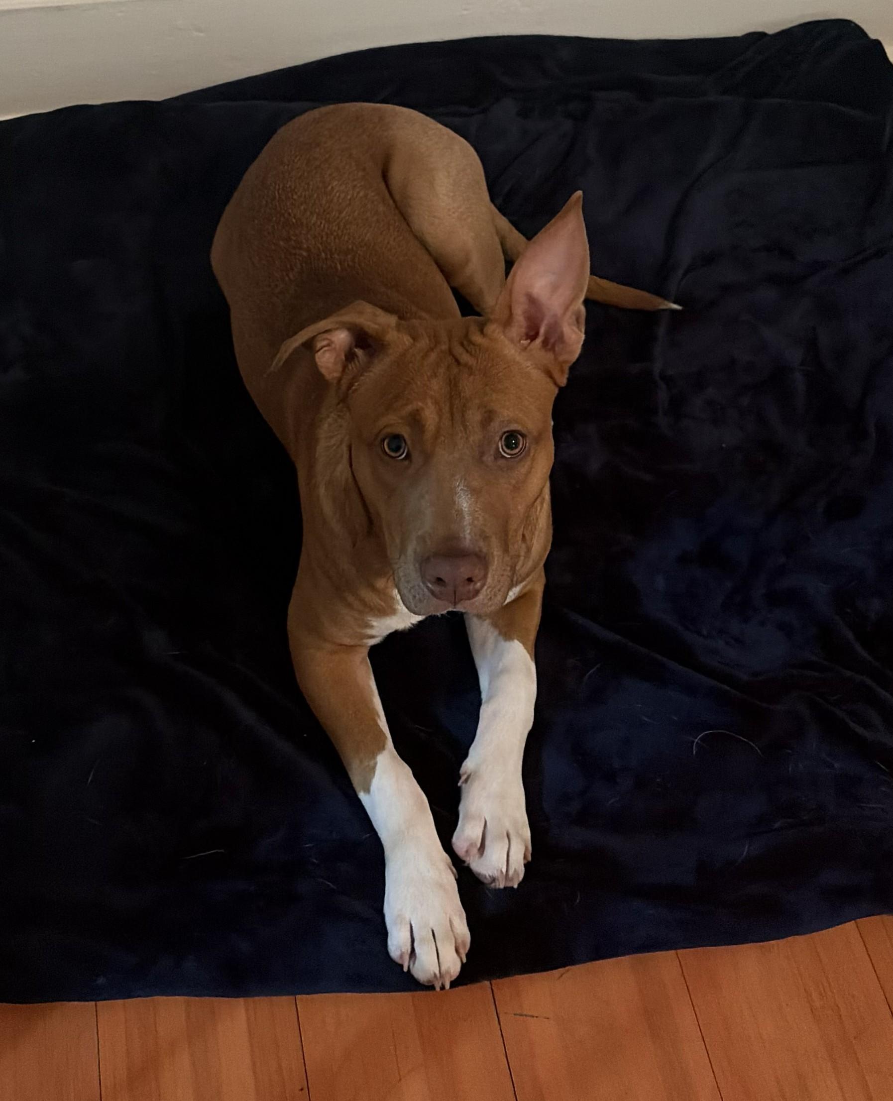 Enlarge Ariel, an adopted mixed breed in Southampton, PA image 2/2