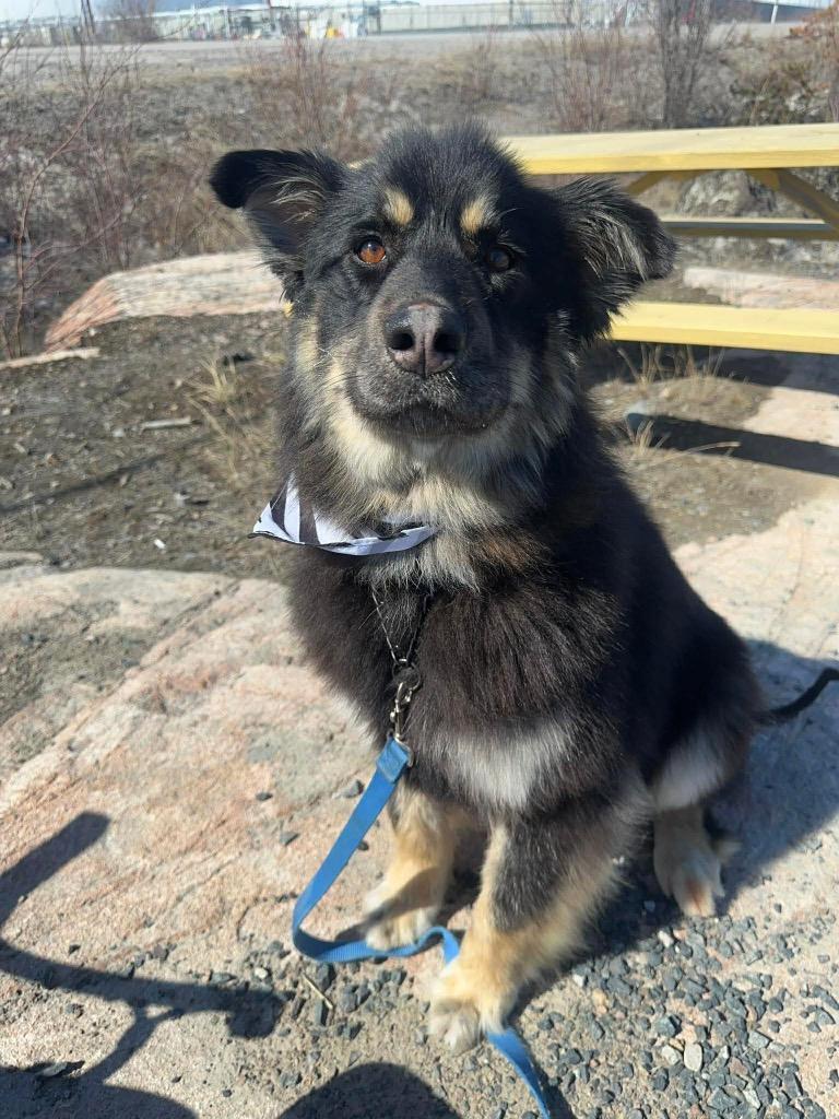 Nico, Adoptable, Young Female German Shepherd Dog & Husky.