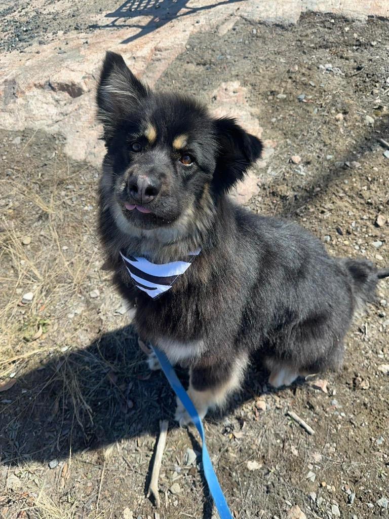 Enlarge Nico, a Adoptable mixed breed in Yellowknife, NT image 2/5