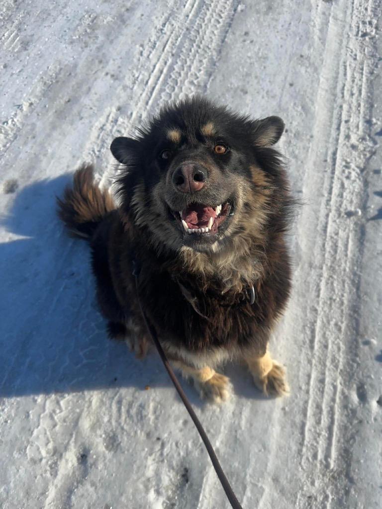 Nico, a Adoptable mixed breed in Yellowknife, NT image 1/3