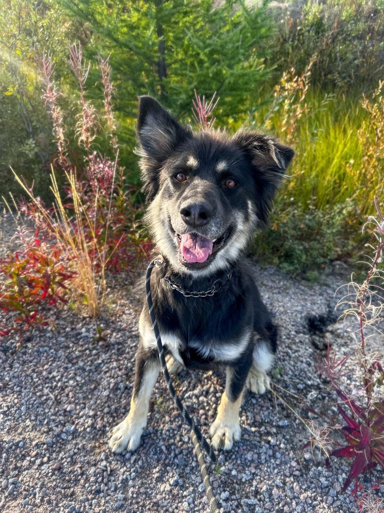 Enlarge Nico, a Adoptable mixed breed in Yellowknife, NT image 2/4
