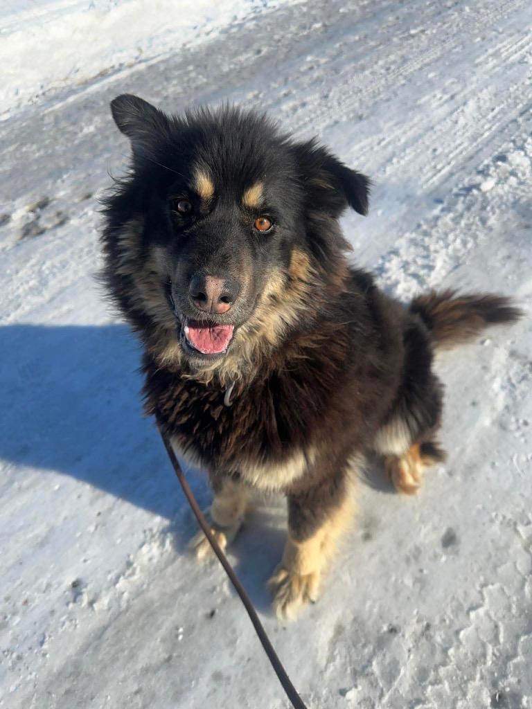 Nico, a Adoptable mixed breed in Yellowknife, NT image 2/3