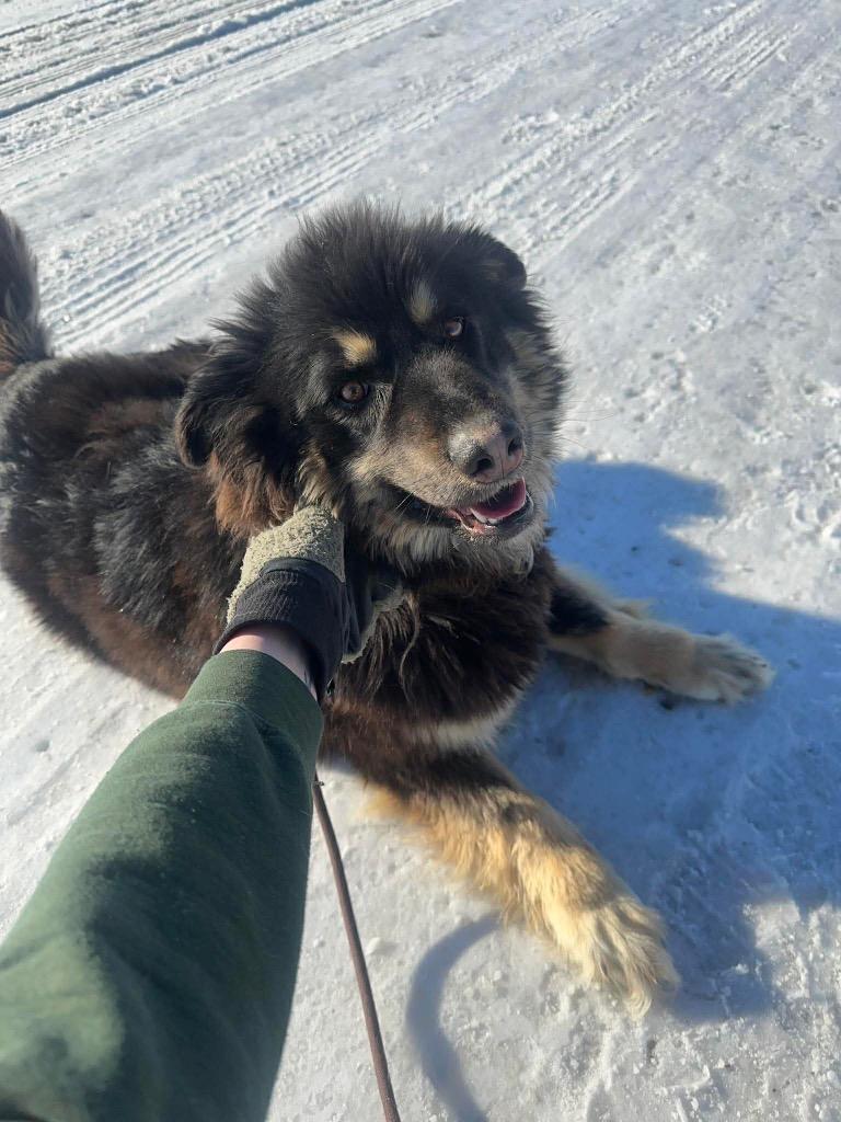 Nico, a Adoptable mixed breed in Yellowknife, NT image 3/3