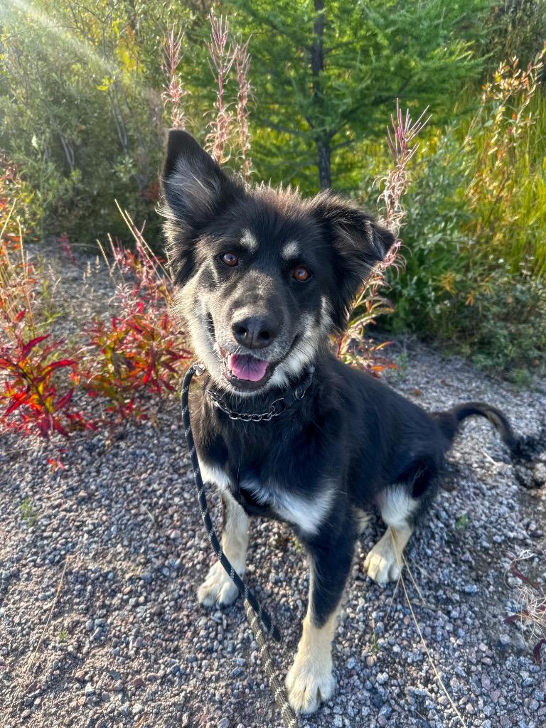 Enlarge Nico, a Adoptable mixed breed in Yellowknife, NT image 3/4