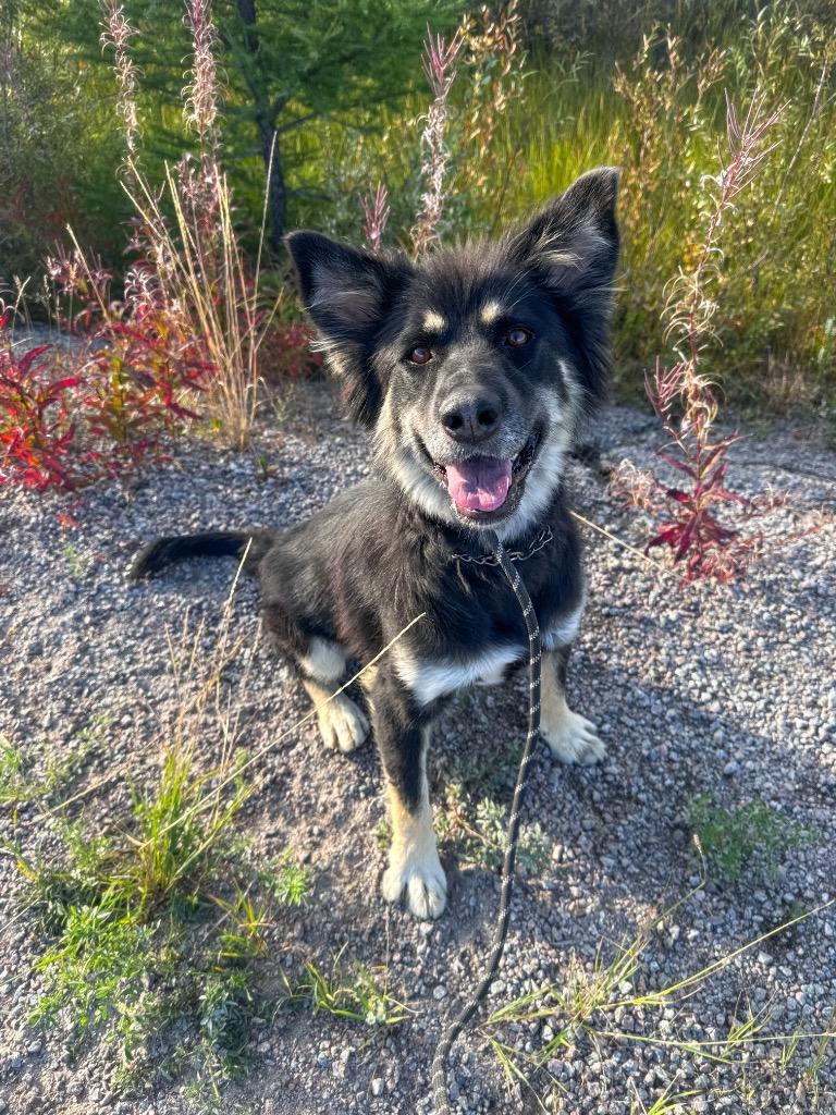 Enlarge Nico, a Adoptable mixed breed in Yellowknife, NT image 4/4