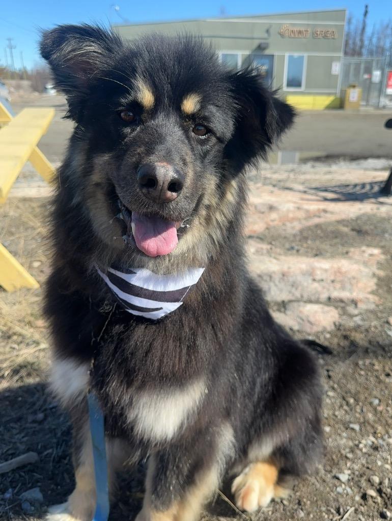 Enlarge Nico, a Adoptable mixed breed in Yellowknife, NT image 5/5