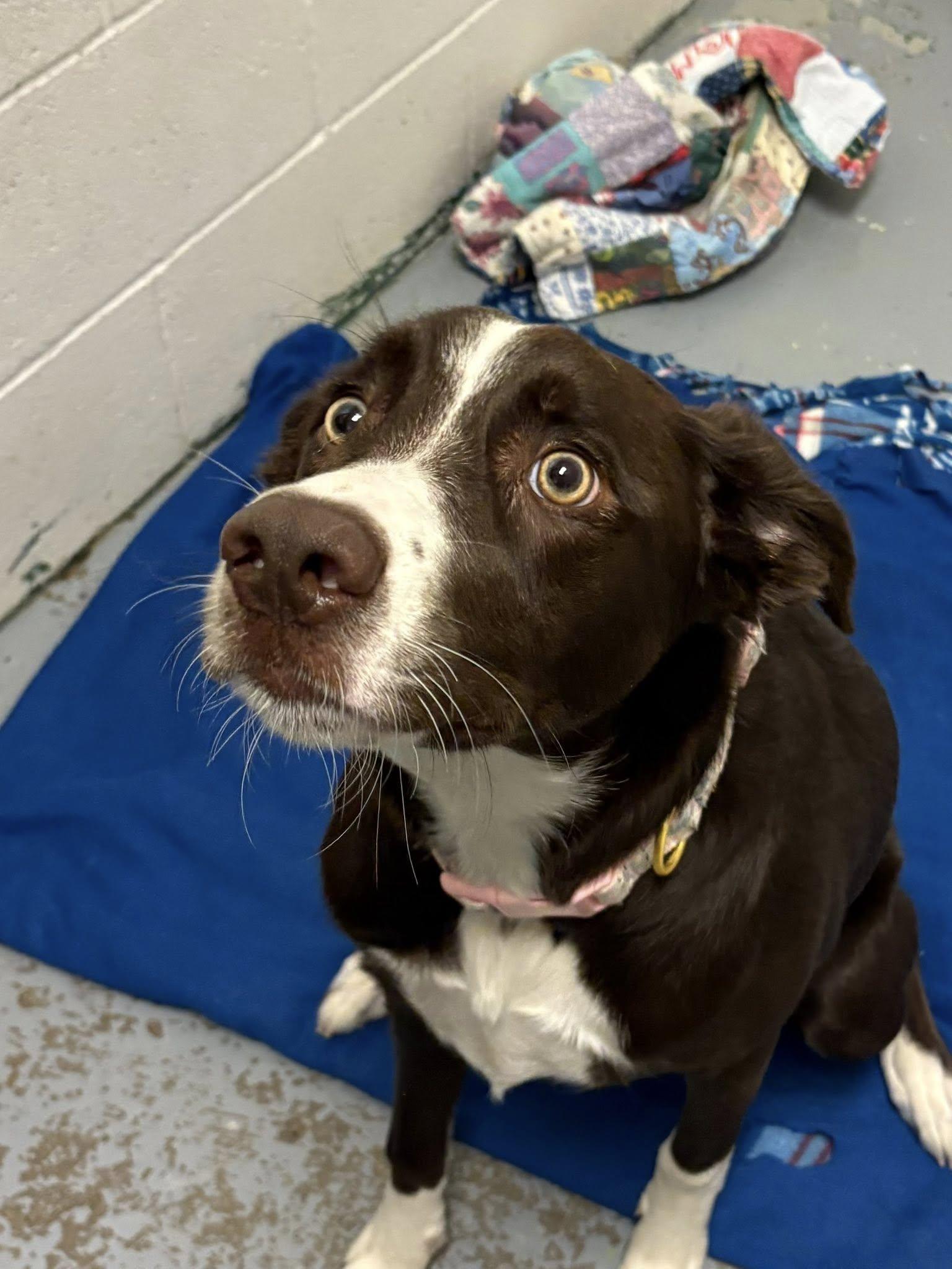 Enlarge Juno, an adopted mixed breed in Spokane, WA image 1/2