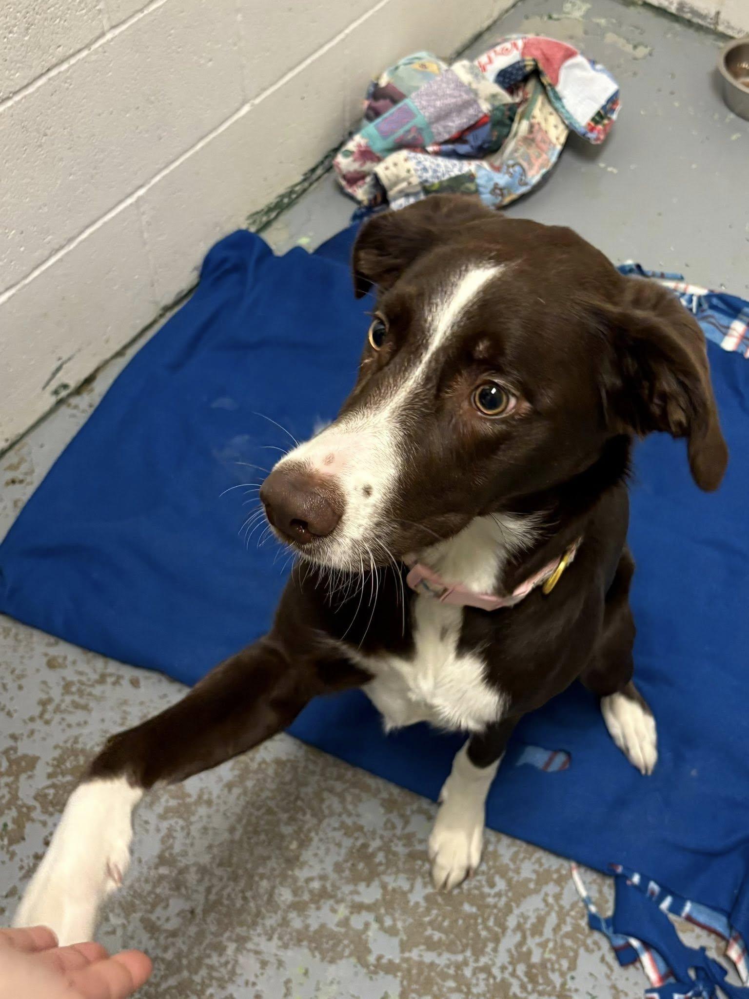 Enlarge Juno, an adopted mixed breed in Spokane, WA image 2/2