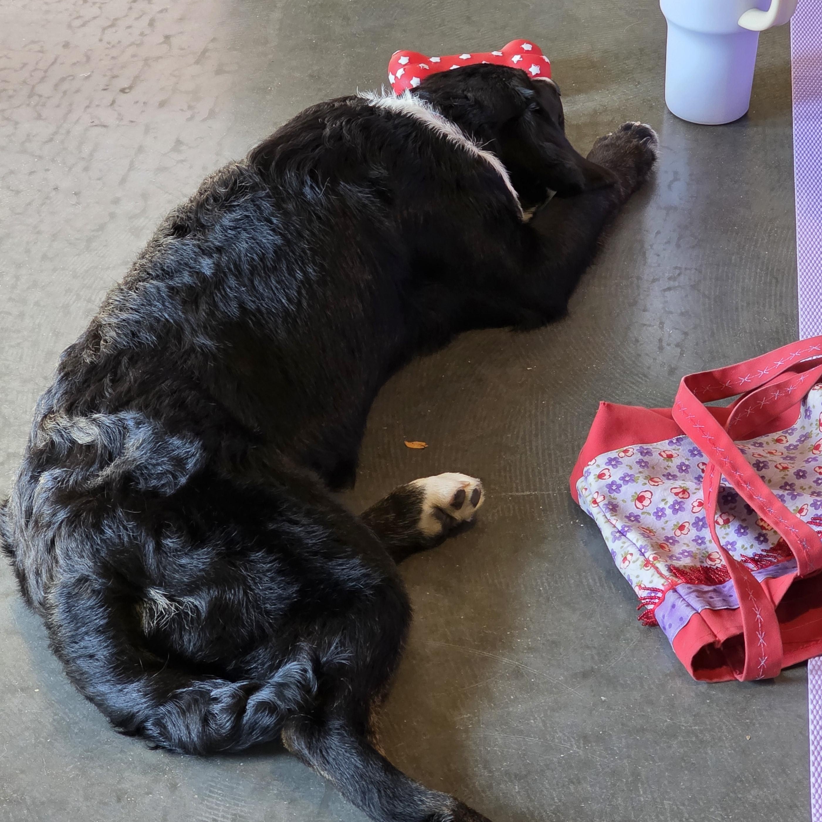 AILEENE, a Adoptable mixed breed in Evansville, WI image 5/5