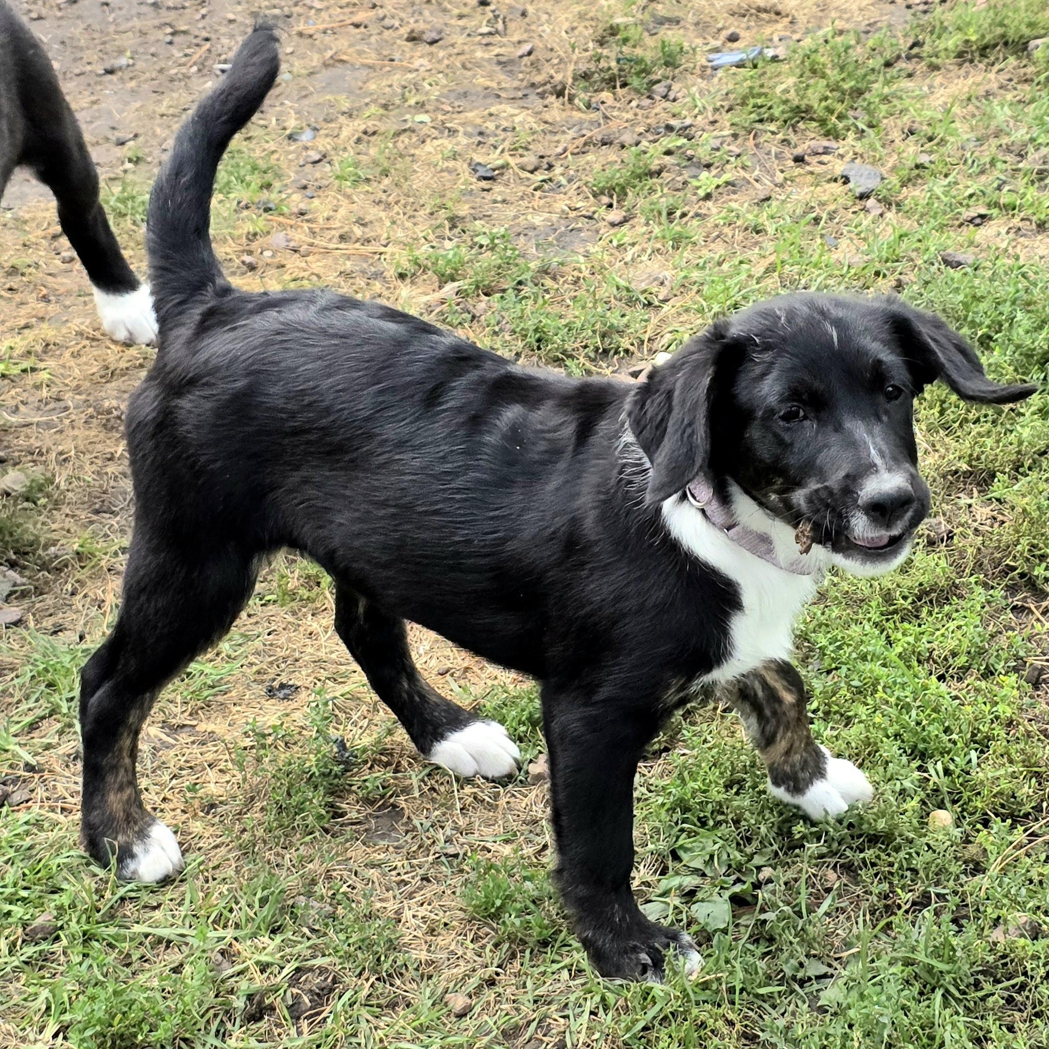 AILEENE, a Adoptable mixed breed in Evansville, WI image 2/5