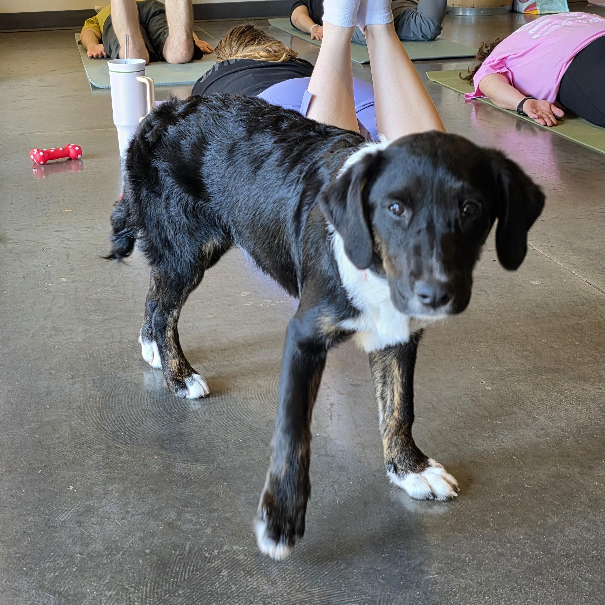 AILEENE, a Adoptable mixed breed in Evansville, WI image 4/5