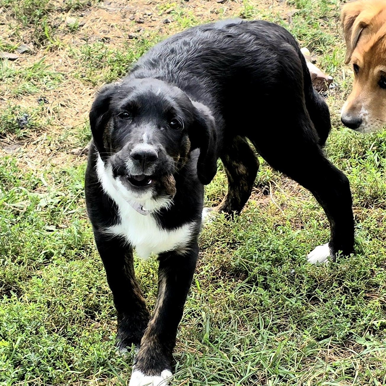 AILEENE, a Adoptable mixed breed in Evansville, WI image 3/5