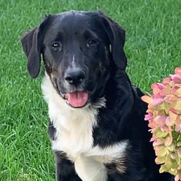 AILEENE, Adoptable, Puppy Female Australian Shepherd.