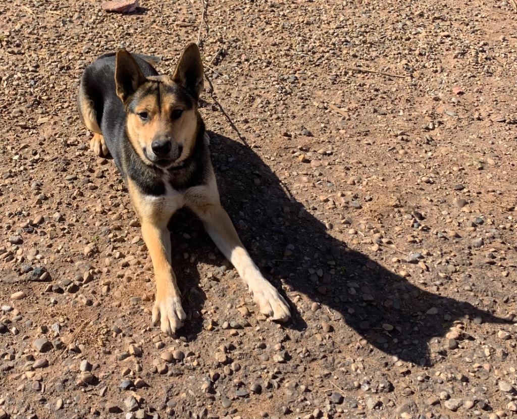 Enlarge Caesar - Bear, a Adoptable mixed breed in Tucumcari, NM image 1/2