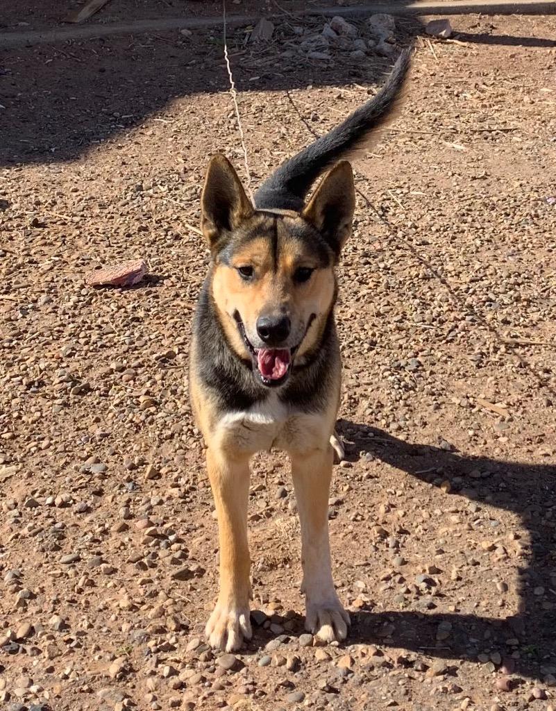 Enlarge Caesar, a Adoptable mixed breed in Tucumcari, NM image 2/2