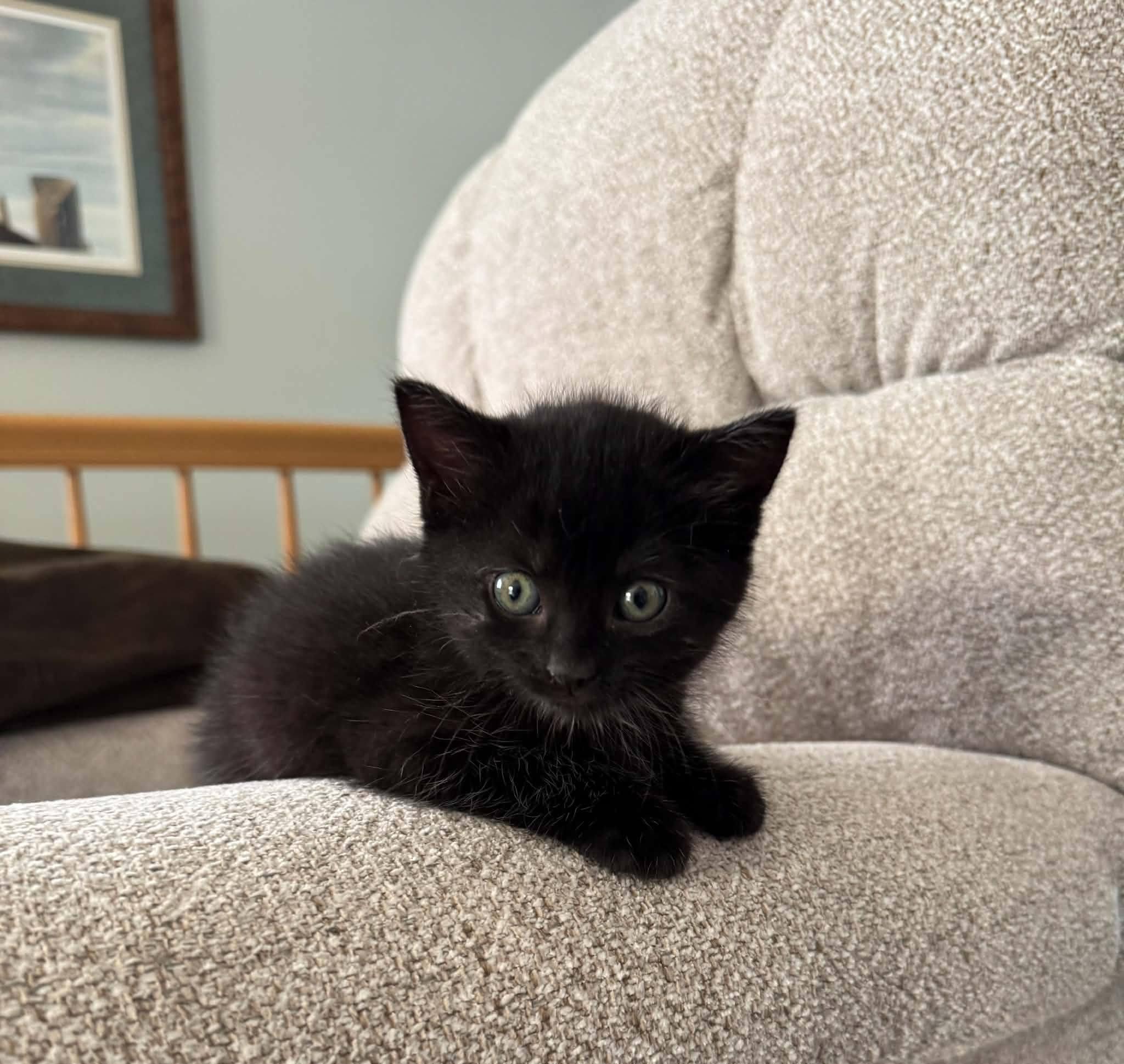 Enlarge Coal-COME MEET ME, an adopted Domestic Short Hair in Decorah, IA image 3/6