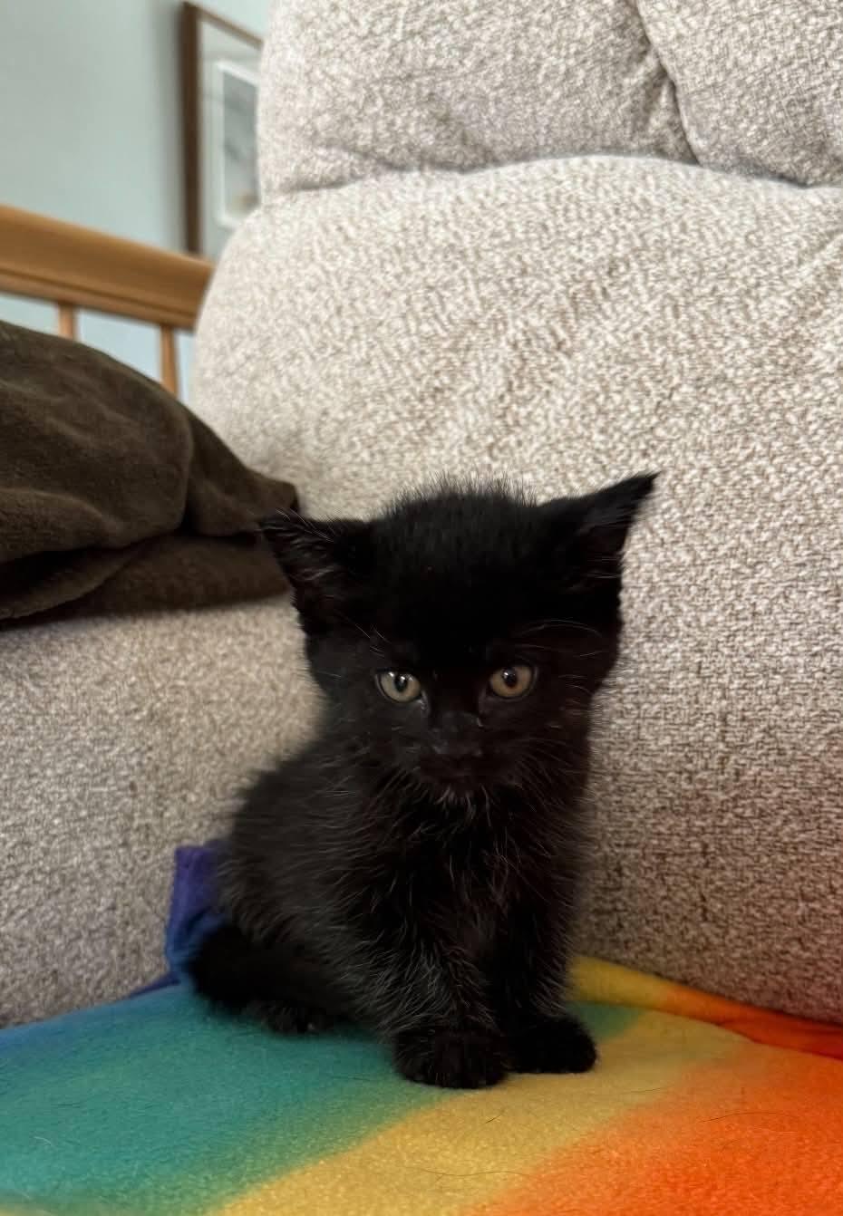 Coal-COME MEET ME, adopted, Kitten Male Domestic Short Hair.