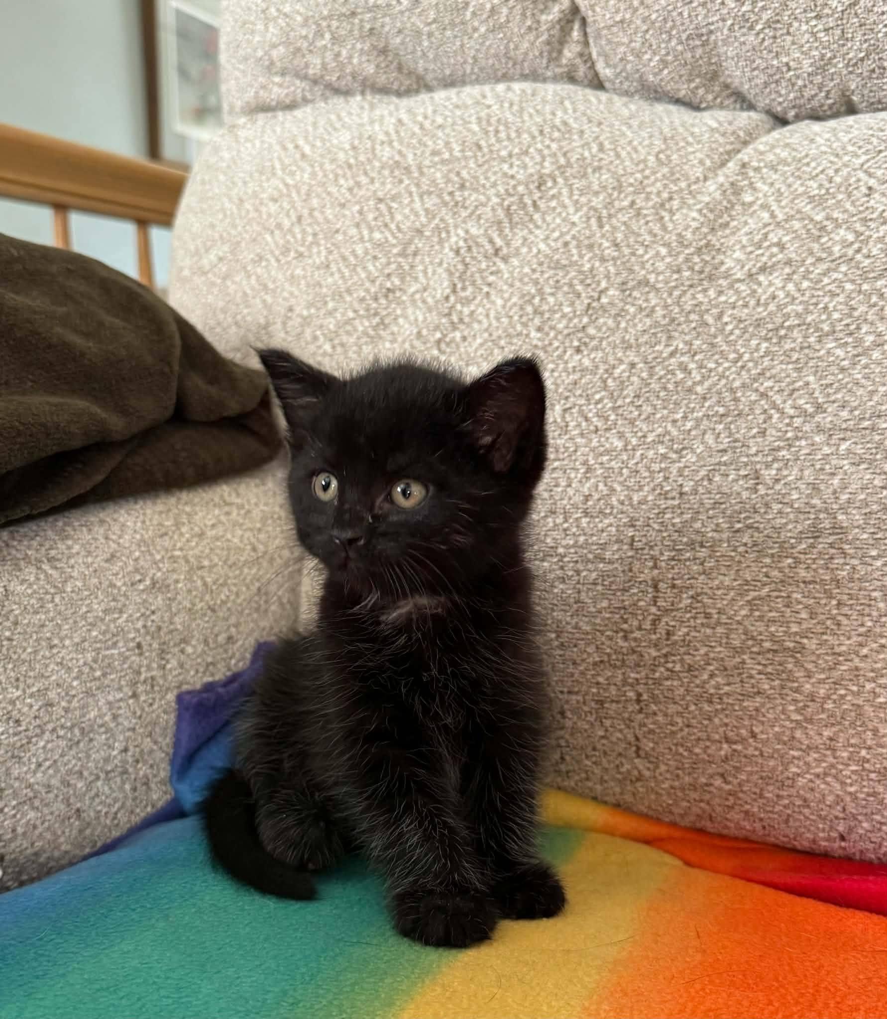 Enlarge Coal-COME MEET ME, an adopted Domestic Short Hair in Decorah, IA image 4/6