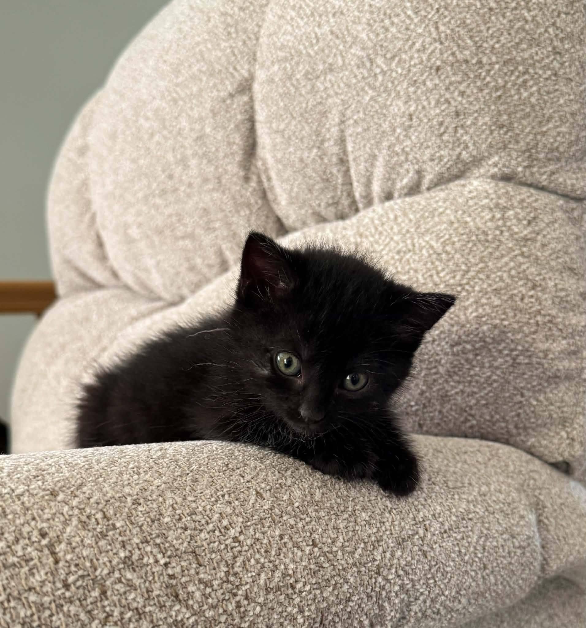 Enlarge Coal-COME MEET ME, an adopted Domestic Short Hair in Decorah, IA image 2/6