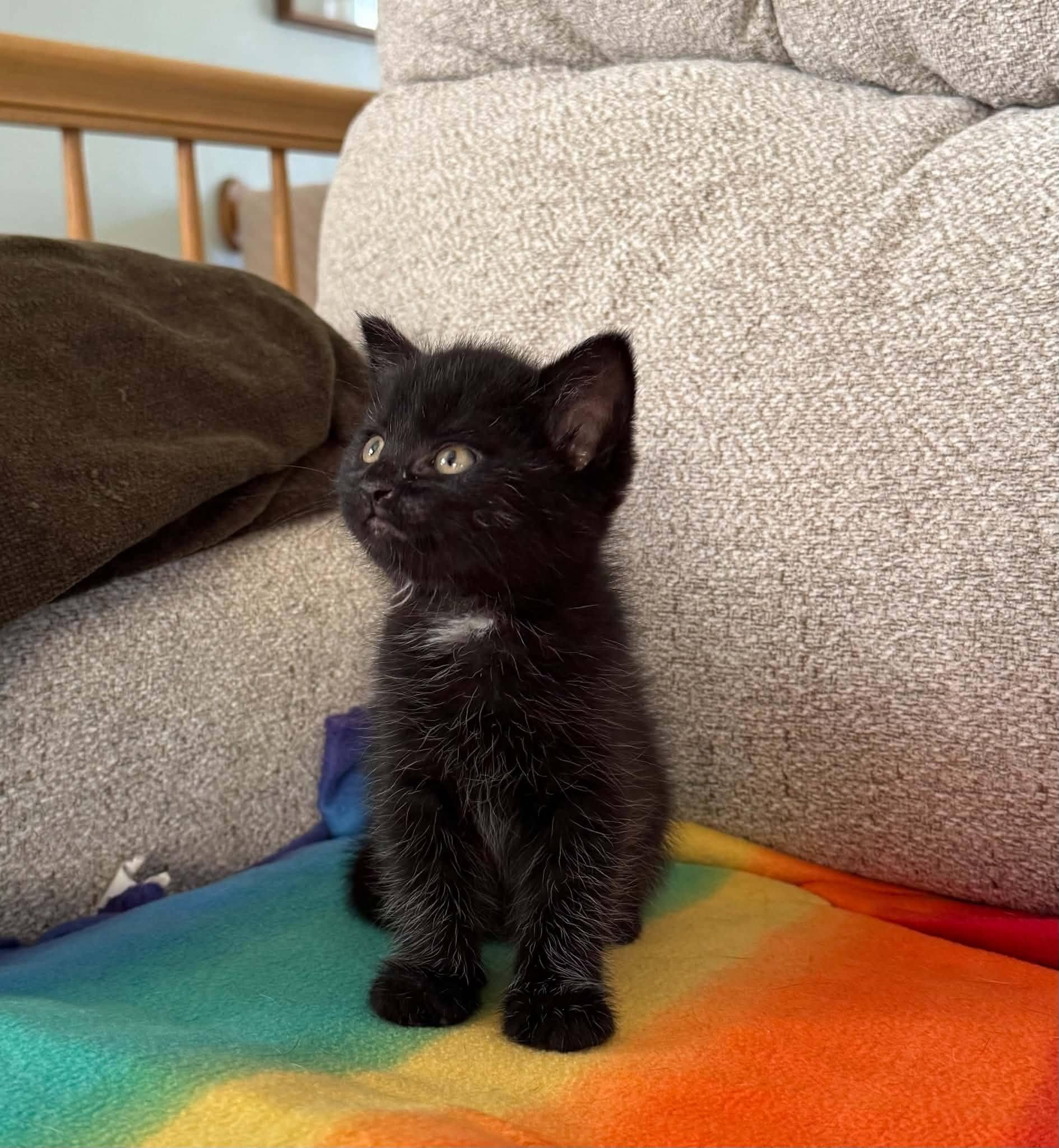 Enlarge Coal-COME MEET ME, an adopted Domestic Short Hair in Decorah, IA image 6/6