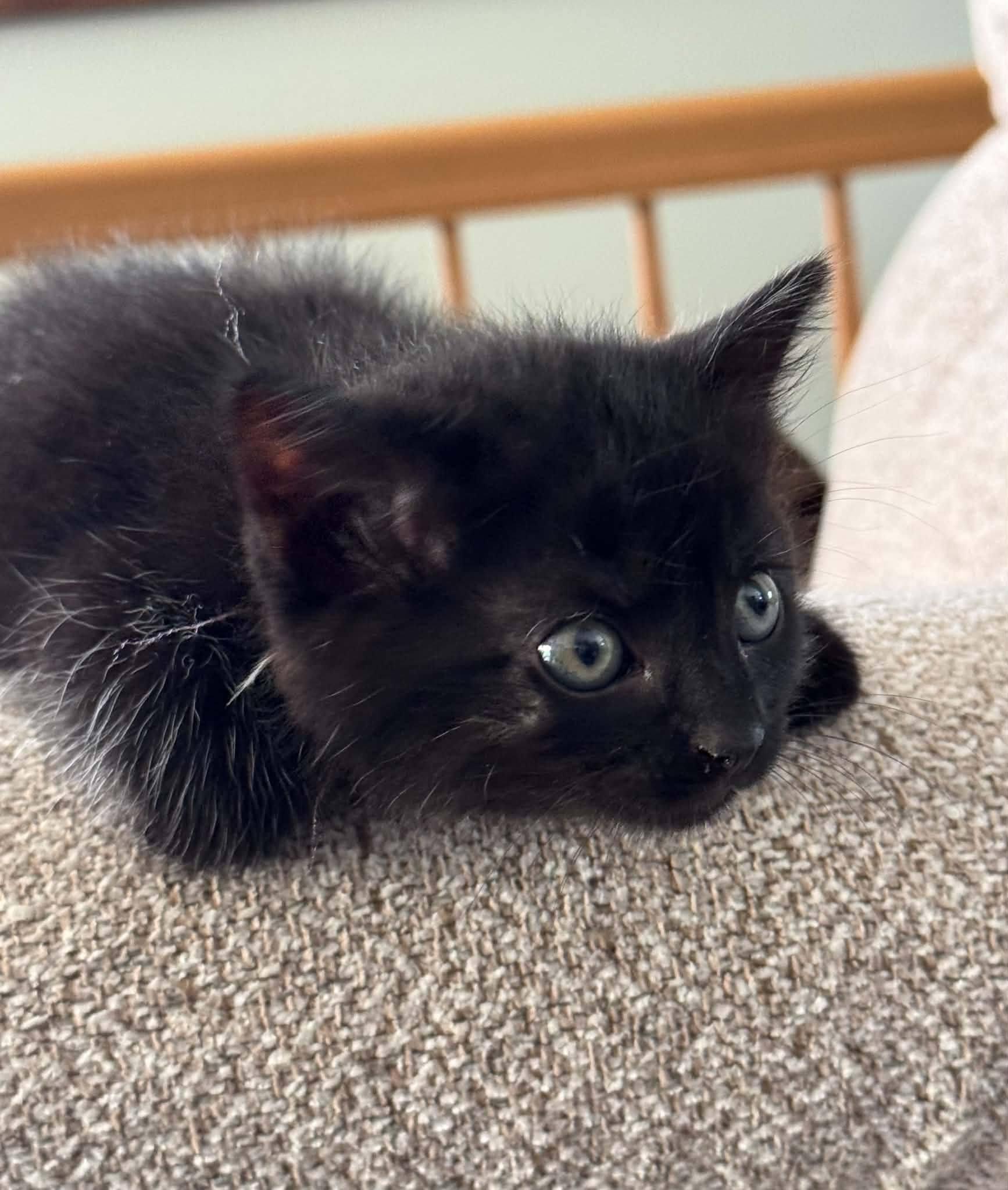 Enlarge Coal-COME MEET ME, an adopted Domestic Short Hair in Decorah, IA image 5/6