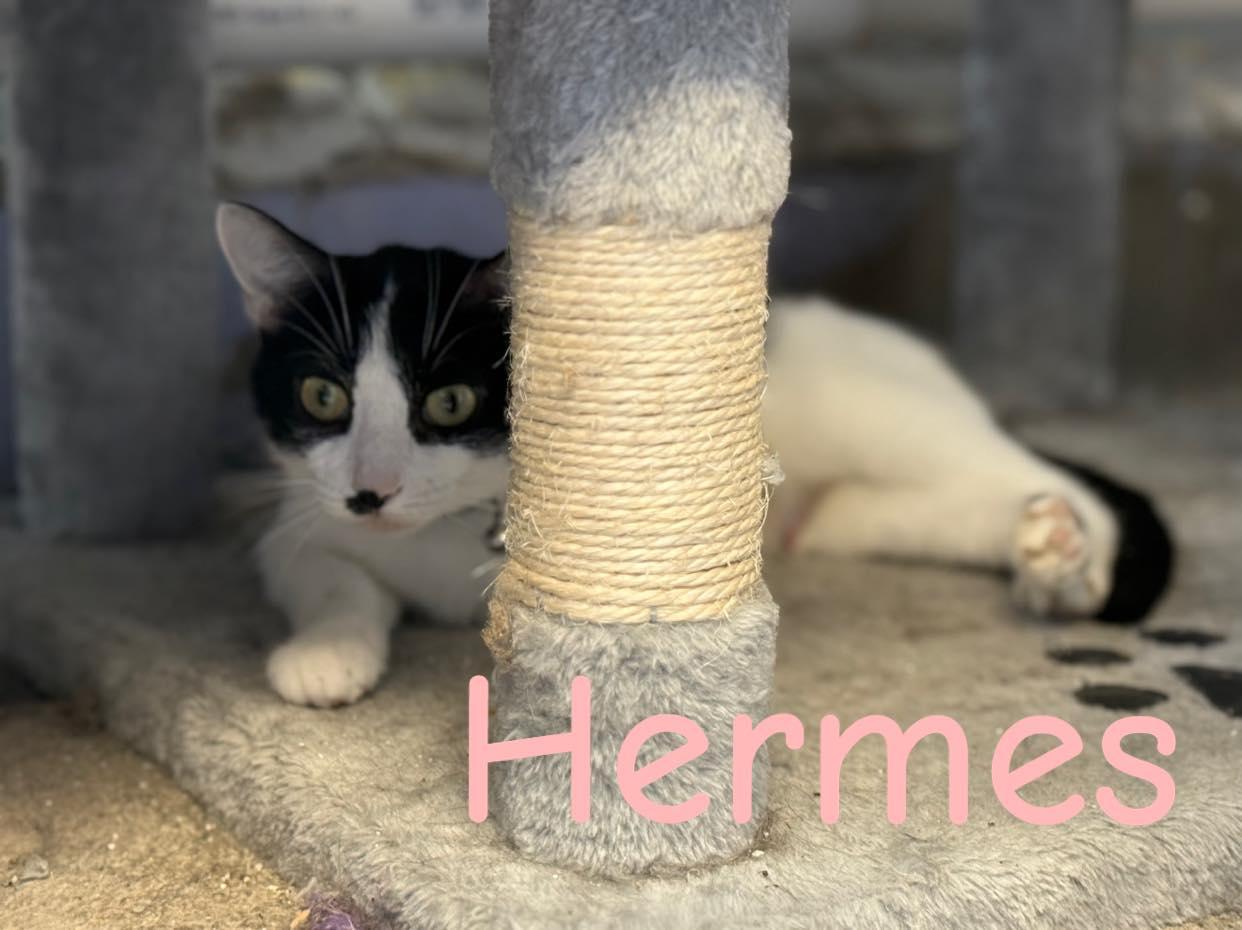 Hermes, Young Female Domestic Short Hair