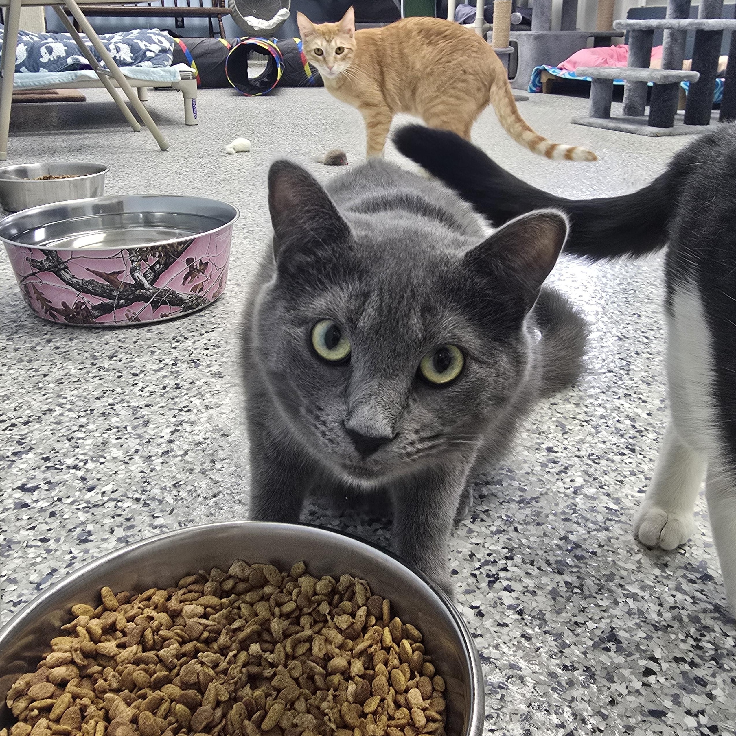 Enlarge Rylan, a Adoptable Domestic Short Hair in Farmington, MO image 3/5