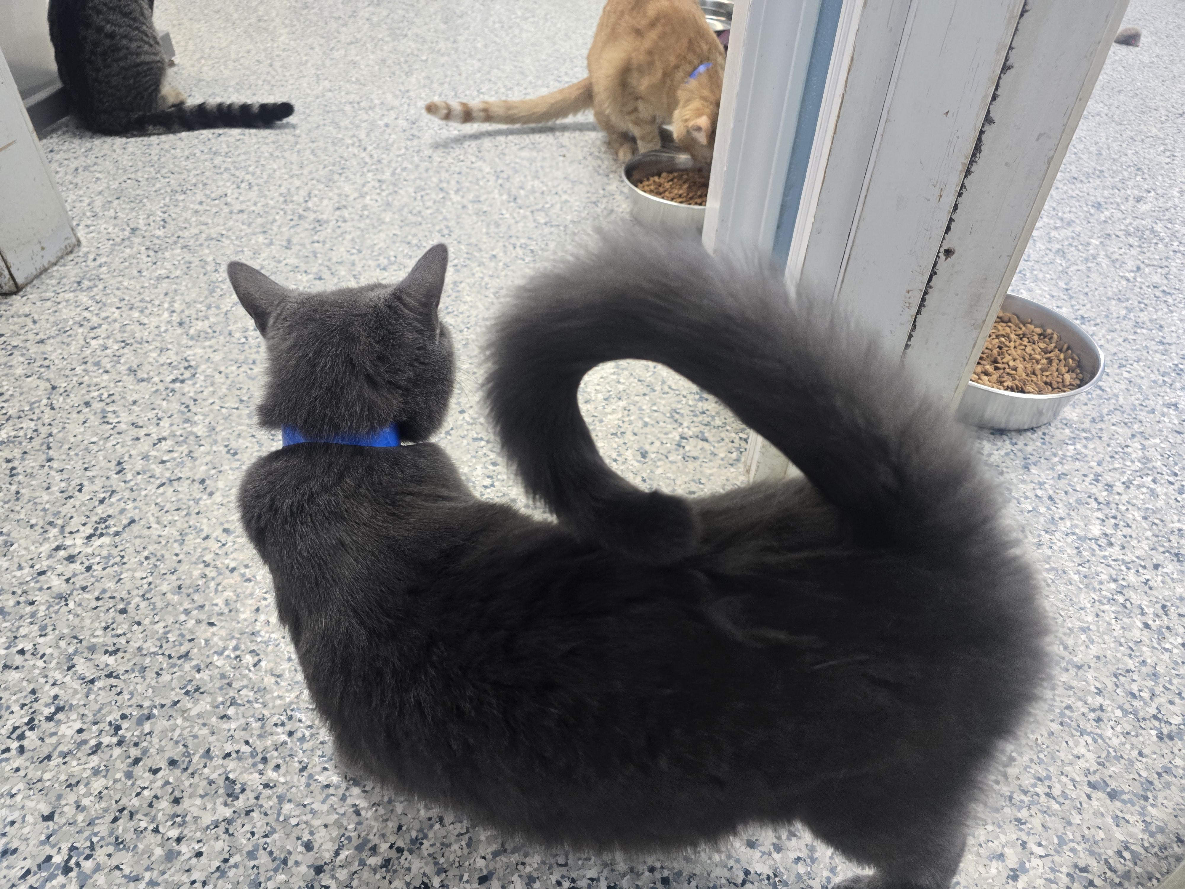 Enlarge Rylan, a Adoptable Domestic Short Hair in Farmington, MO image 4/5