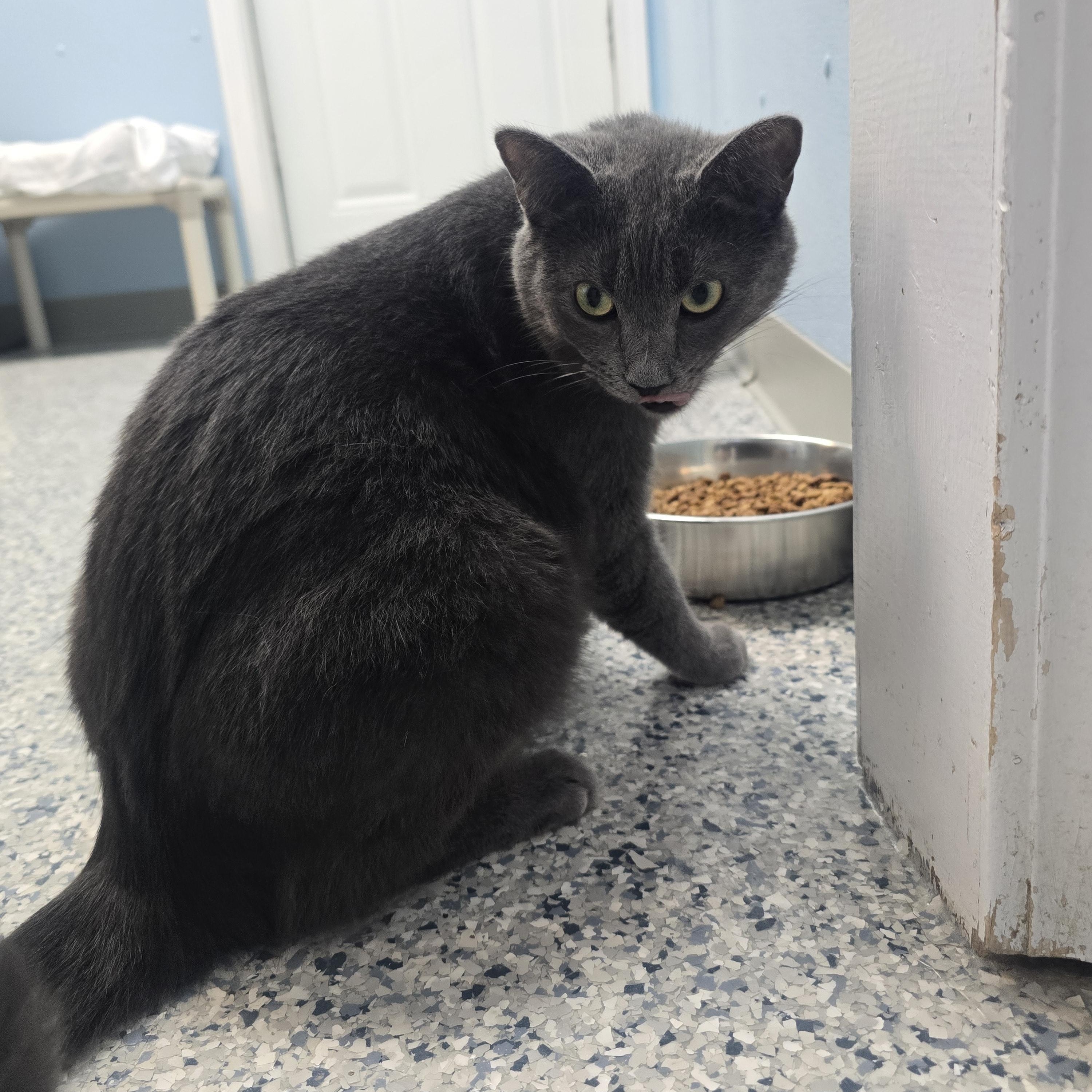 Enlarge Rylan, a Adoptable Domestic Short Hair in Farmington, MO image 5/5