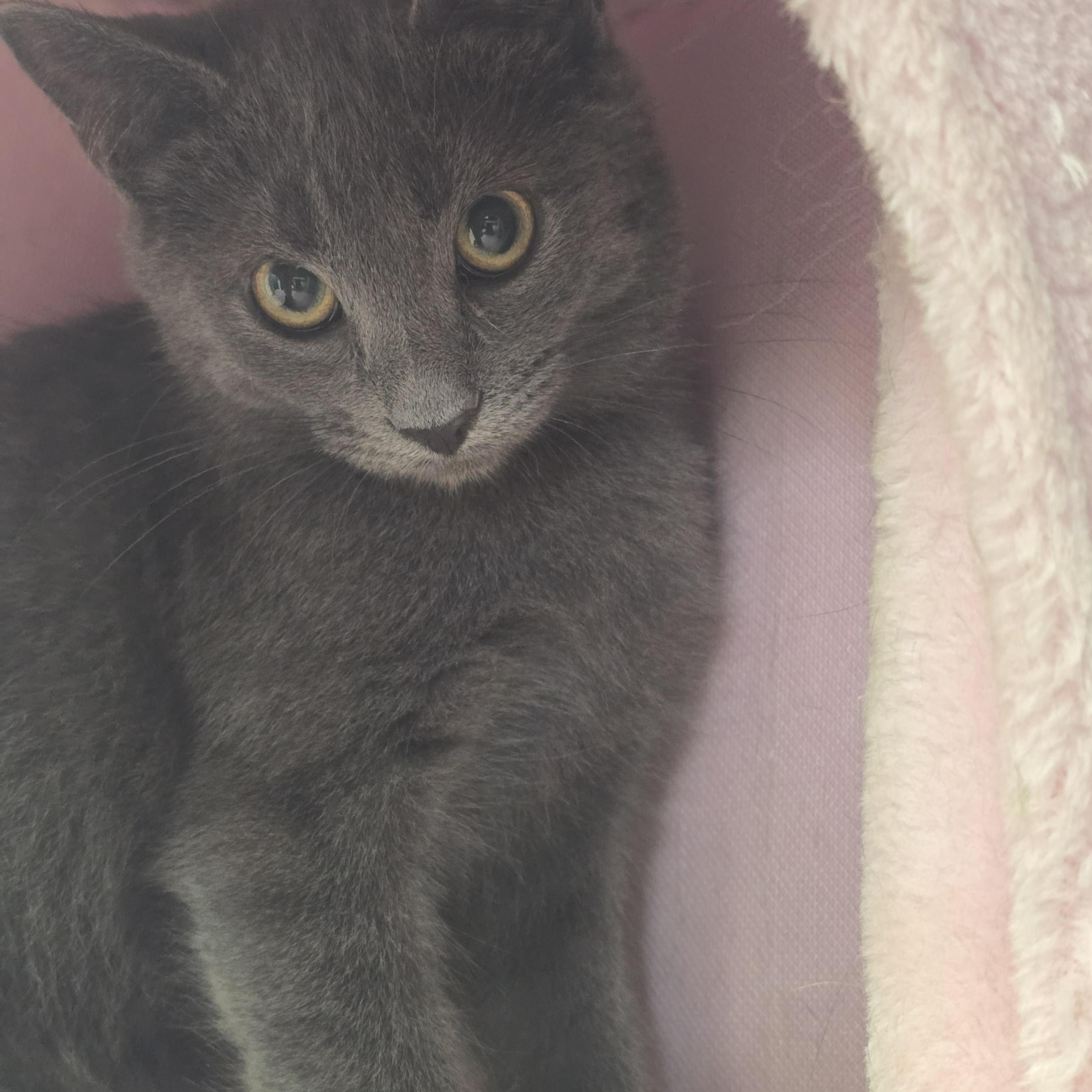 Rylan, Adoptable, Kitten Male Domestic Short Hair.