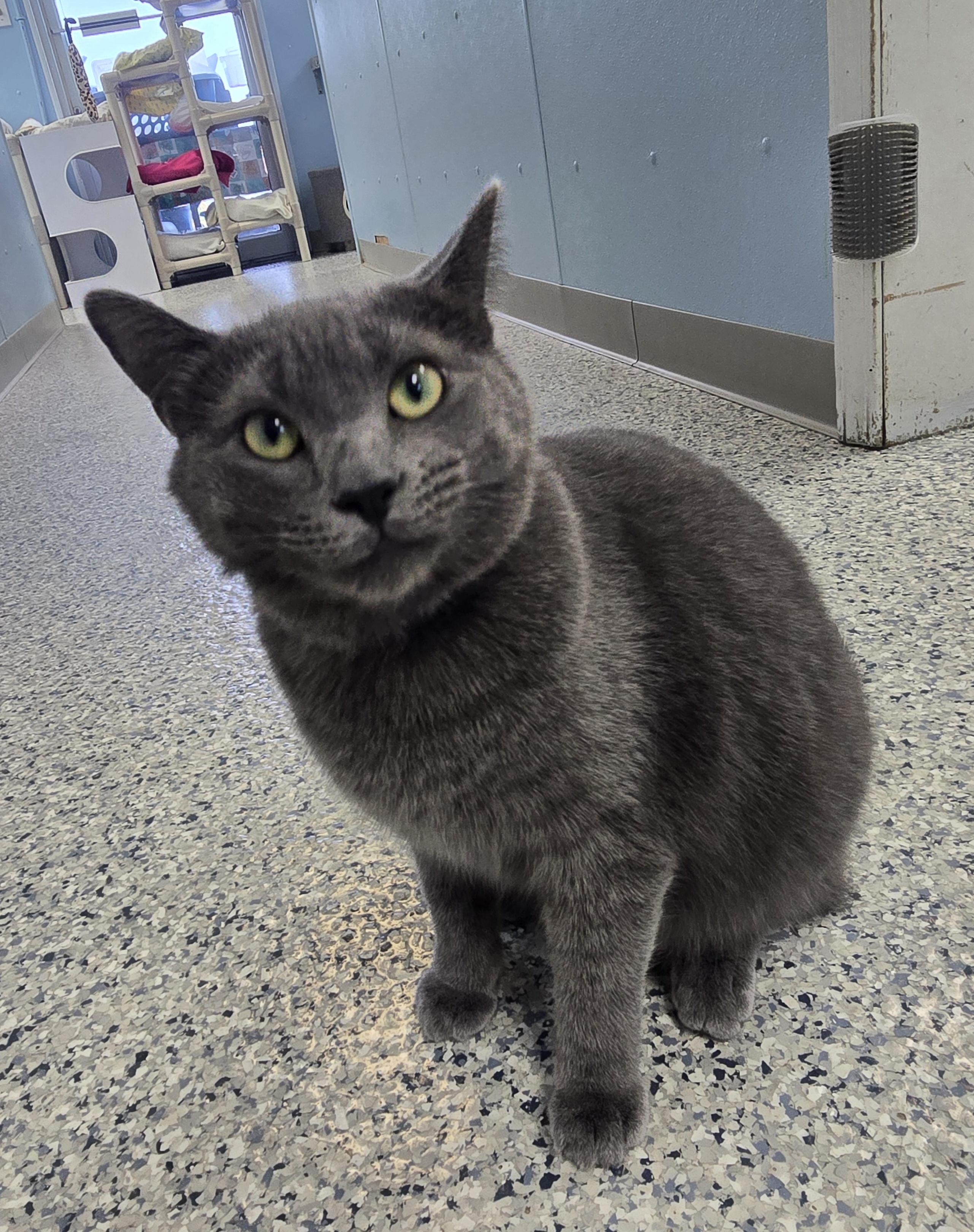 Rylan, Adoptable, Kitten Male Domestic Short Hair.