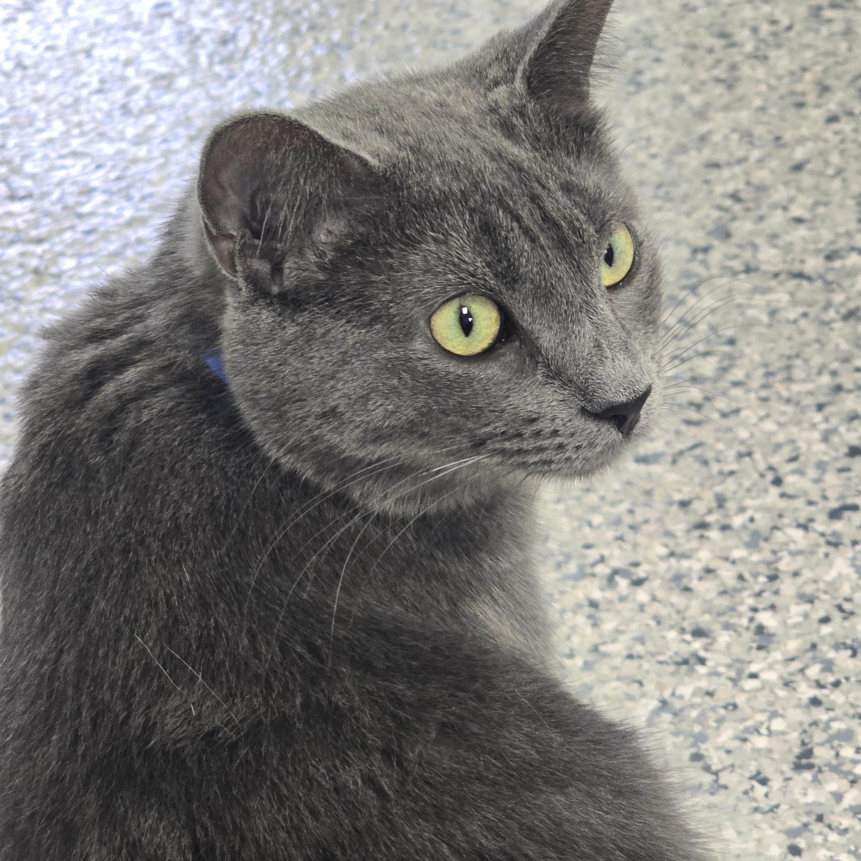 Enlarge Rylan, a Adoptable Domestic Short Hair in Farmington, MO image 2/5