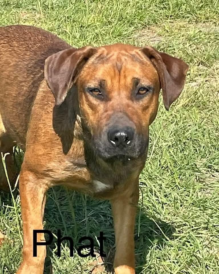 Enlarge Phat, a Adoptable mixed breed in Marianna, FL image 1/1