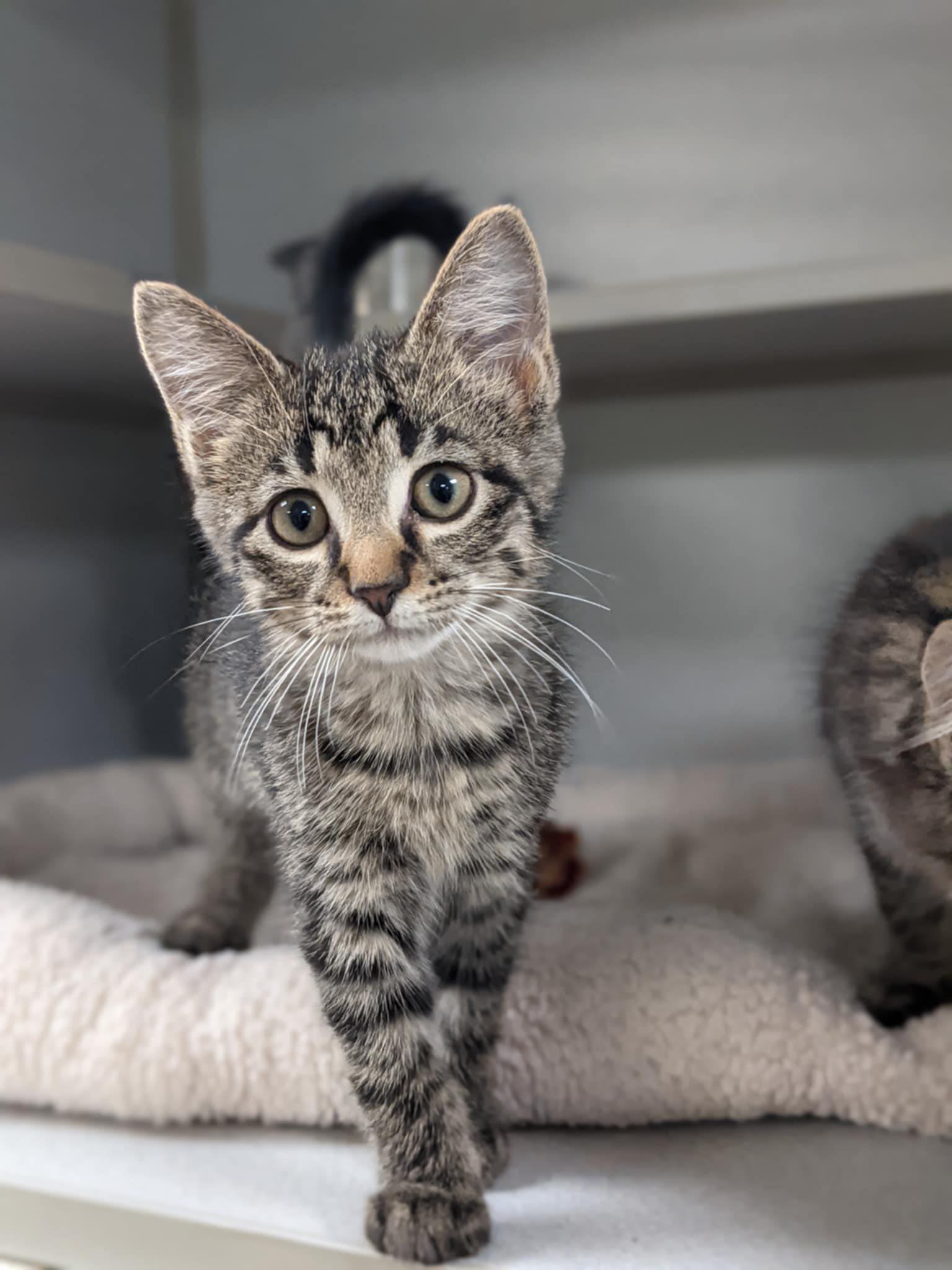Tabby Kittens
