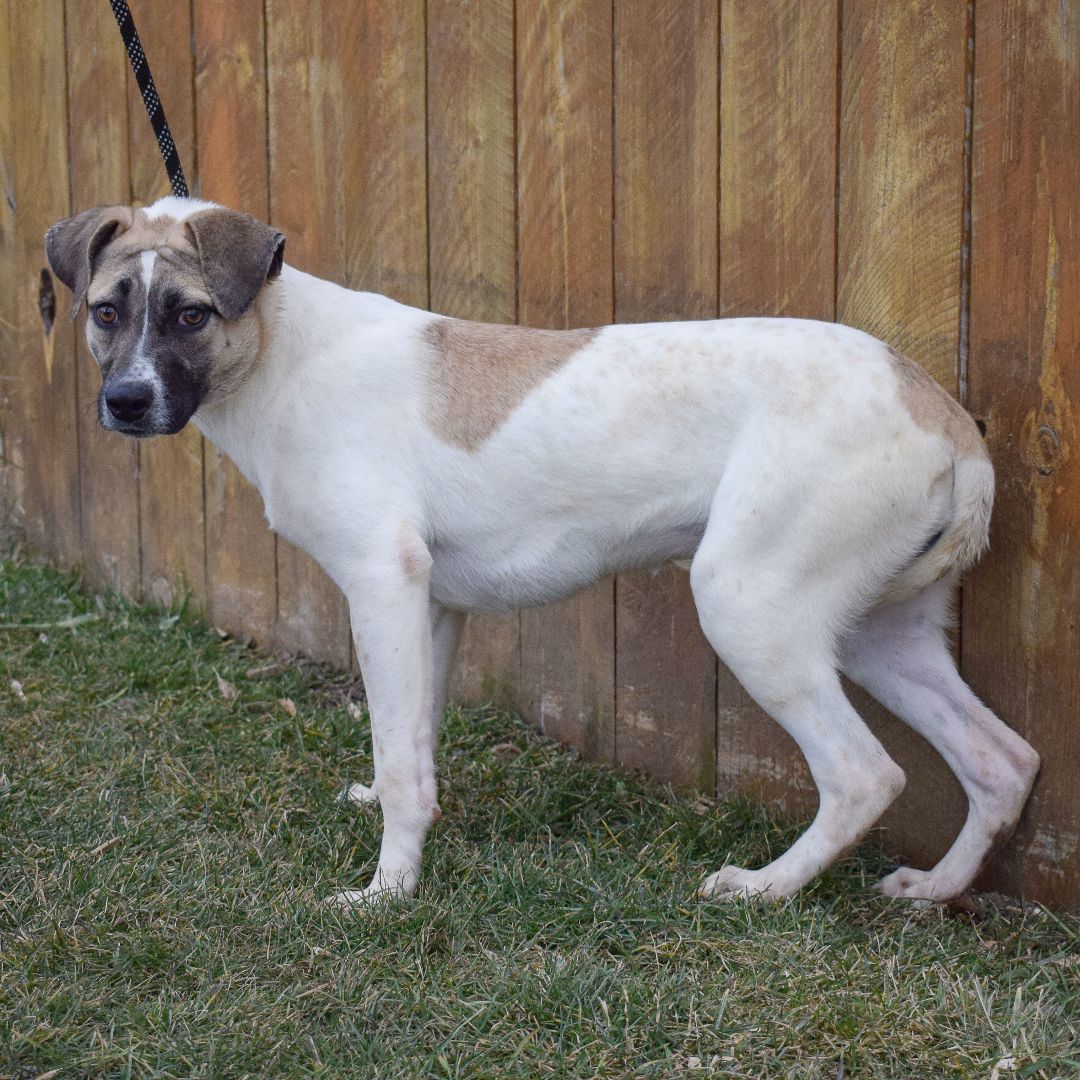 Halo, a Adoptable mixed breed in Huntley, IL image 4/6