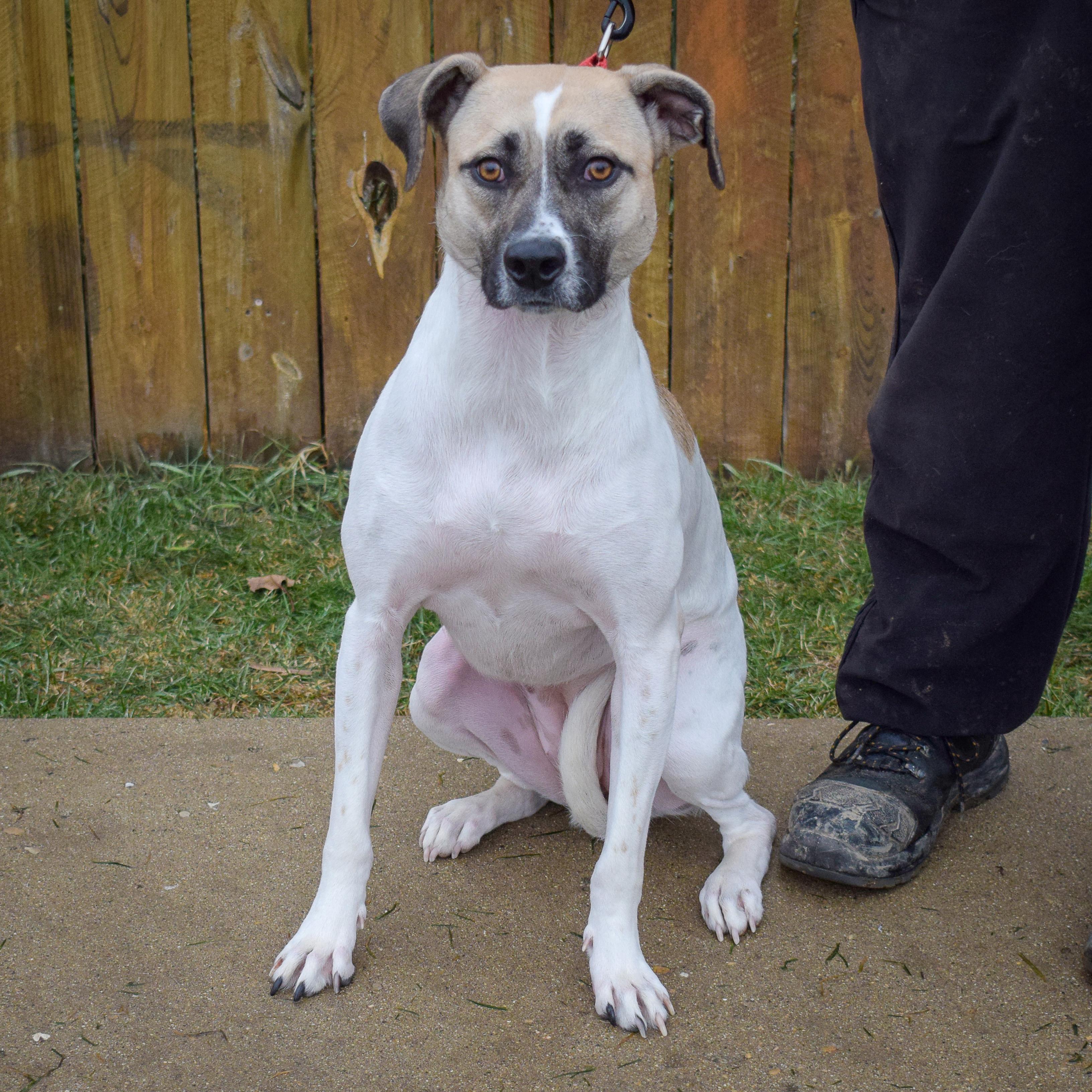 Halo, a Adoptable mixed breed in Huntley, IL image 3/6