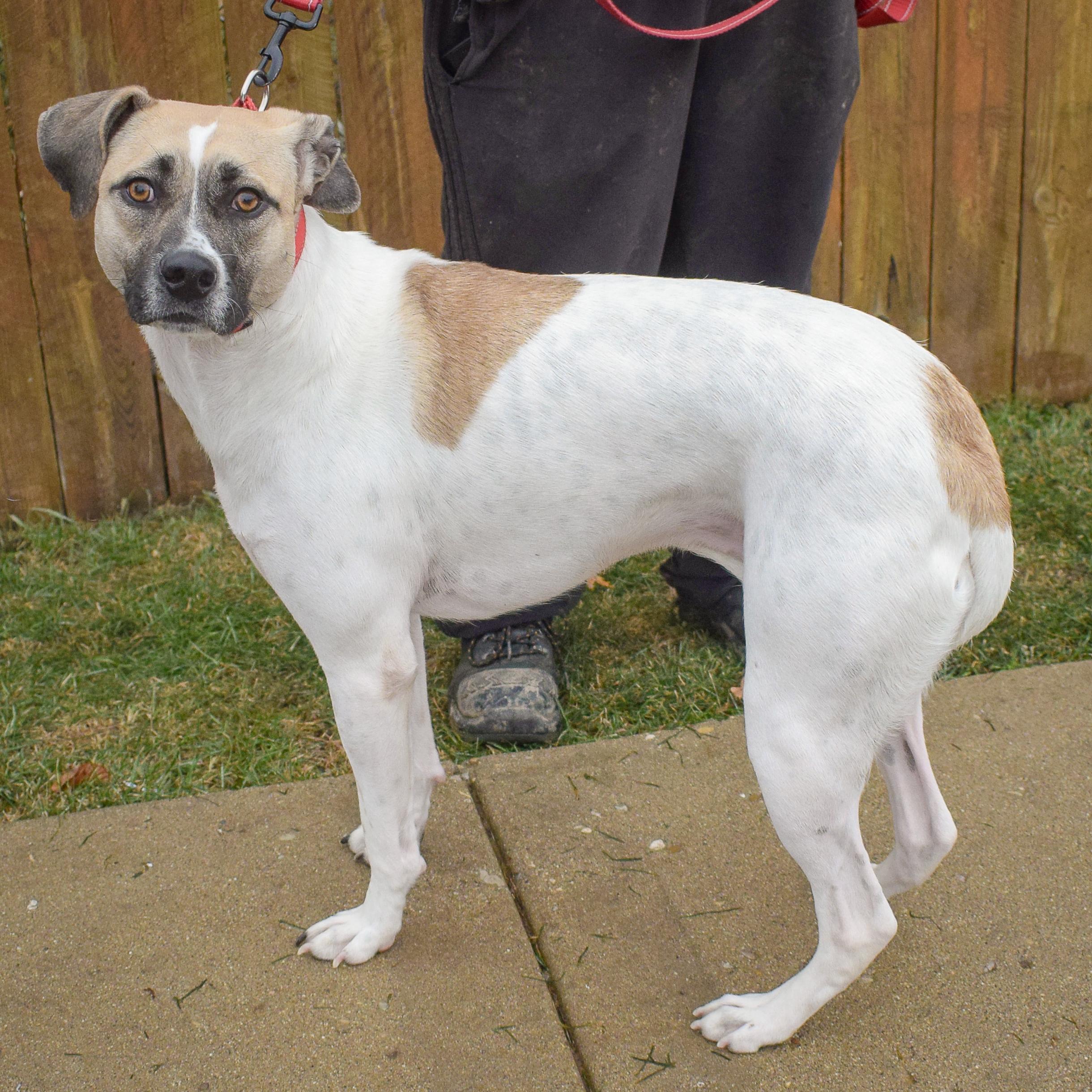 Halo, a Adoptable mixed breed in Huntley, IL image 2/6