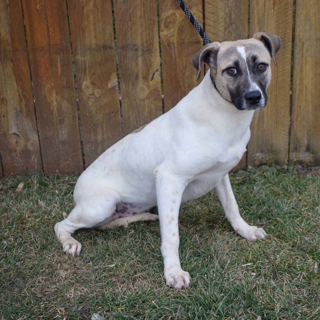 Halo, a Adoptable mixed breed in Huntley, IL image 5/6