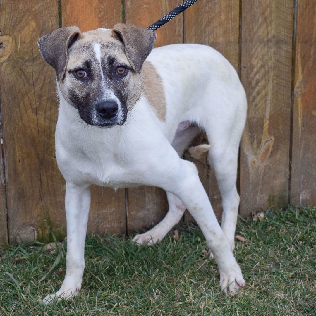 Halo, a Adoptable mixed breed in Huntley, IL image 6/6