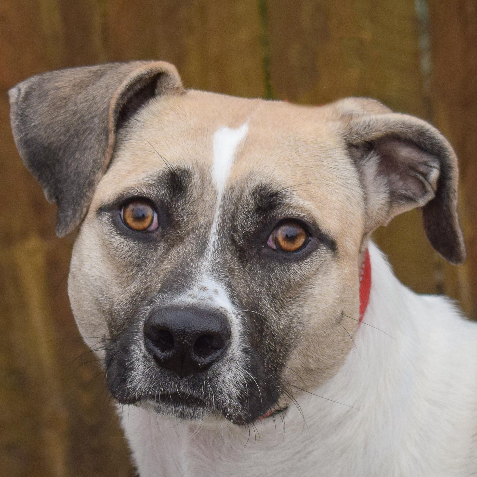 Halo, a Adoptable mixed breed in Huntley, IL image 1/6