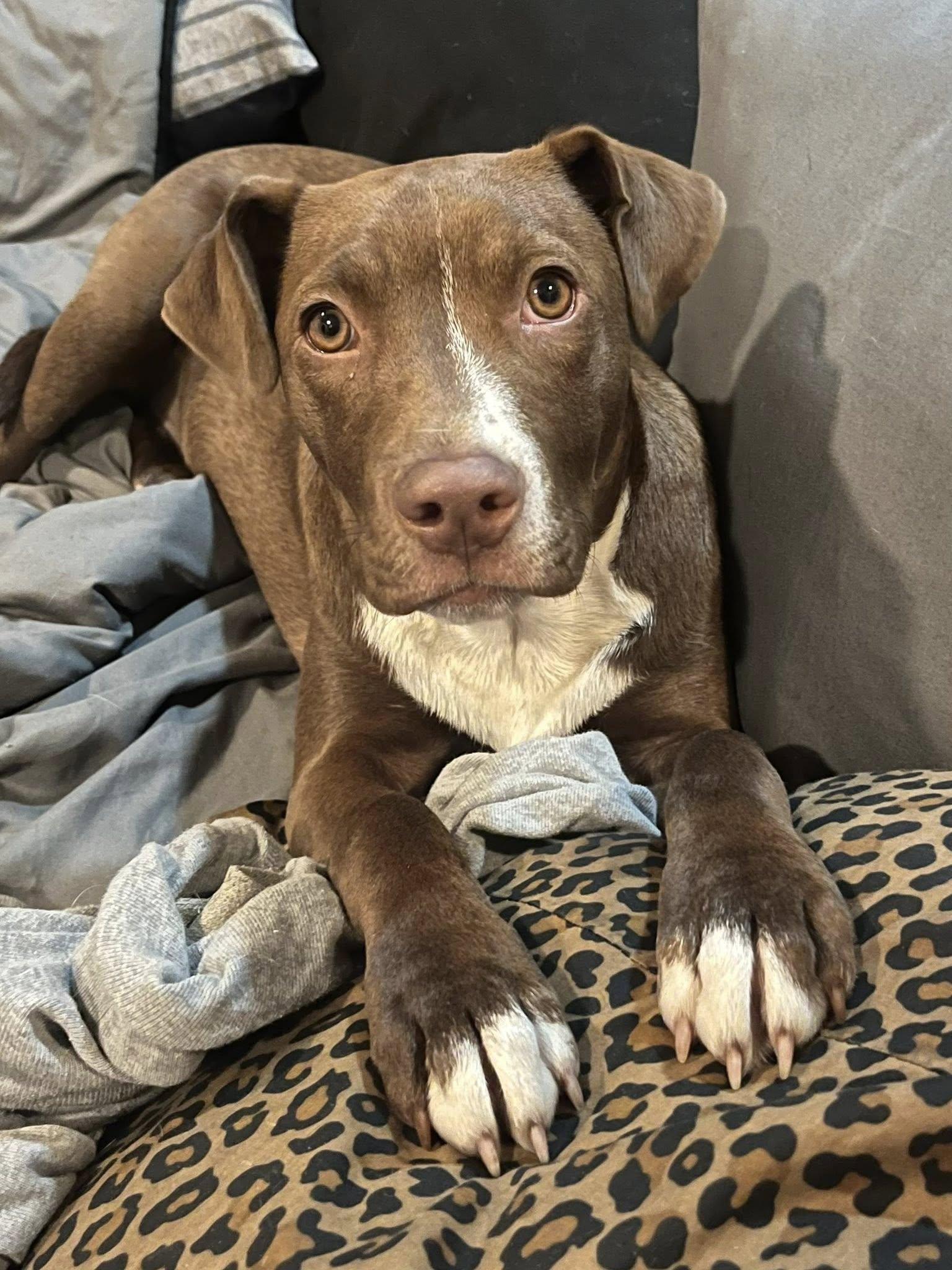 Ellie, Adoptable, Young Female Labrador Retriever.