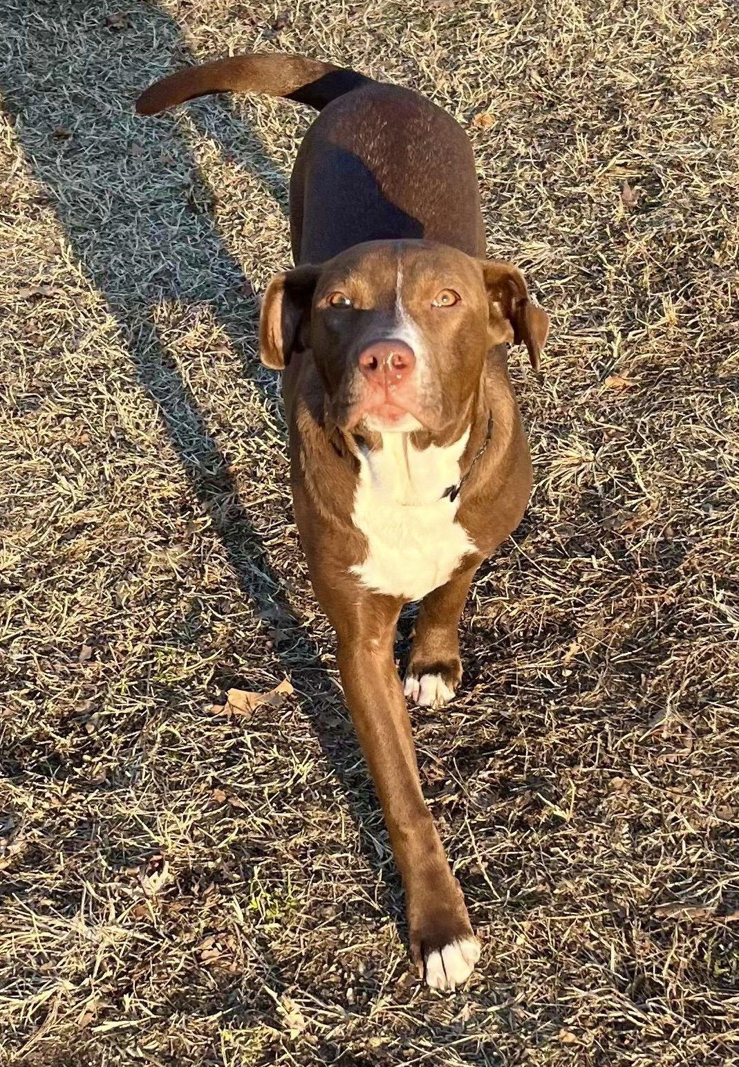 Enlarge Ellie, a Adoptable Labrador Retriever in Blackwood, NJ image 1/3